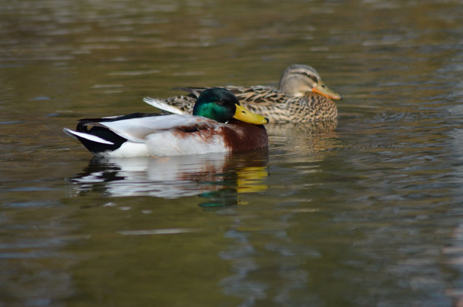 Nikon D5100 sample photo. Duck, nature, park photography