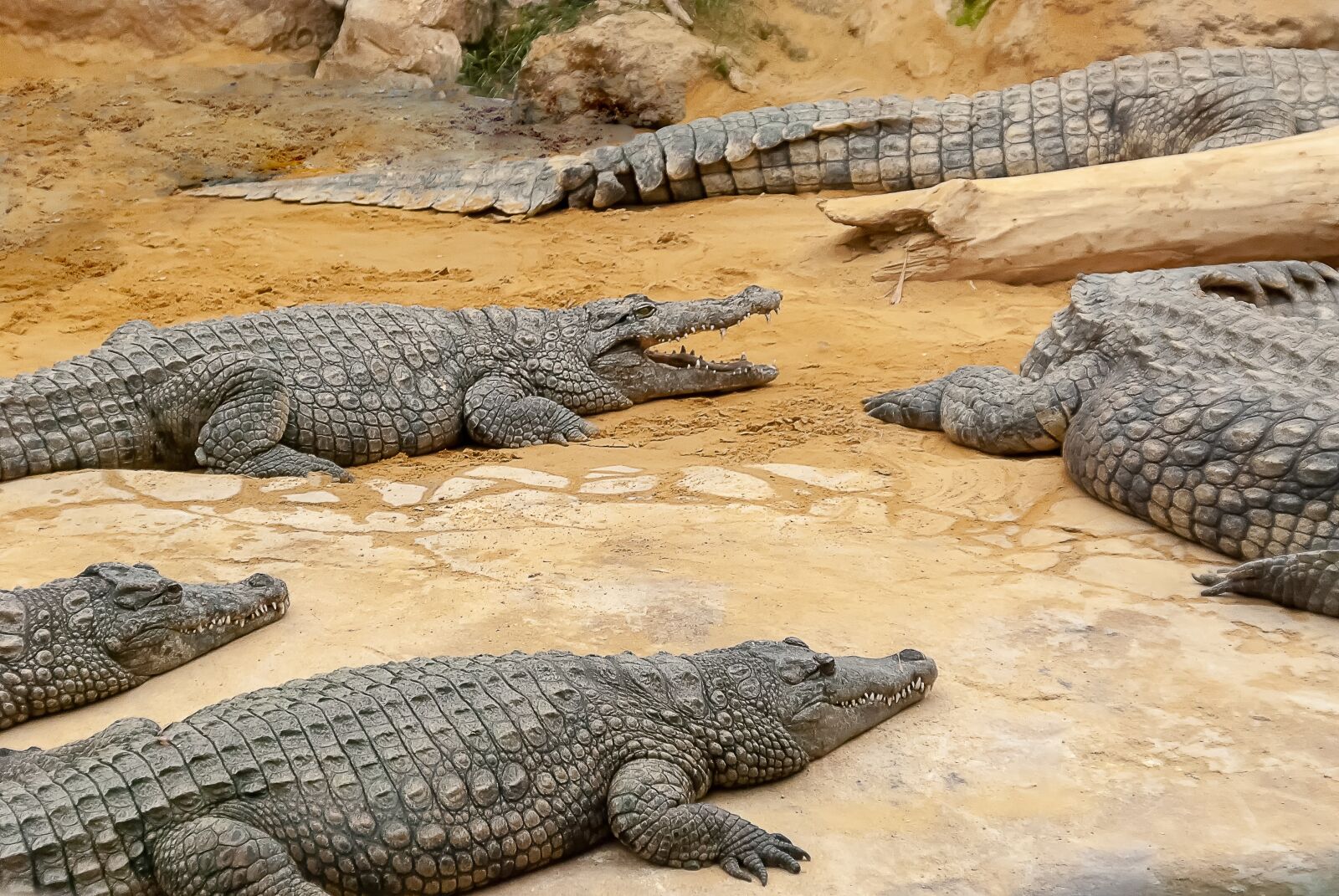 Nikon D80 sample photo. Crocodile, reptile, tortie photography