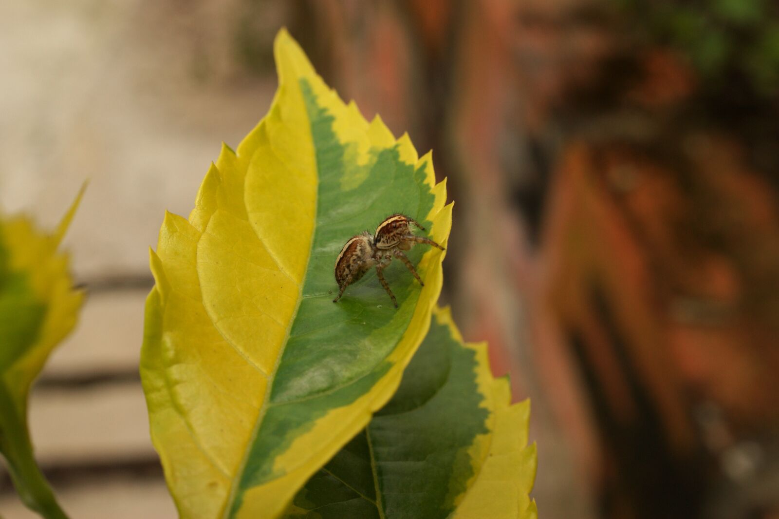 Sony Alpha DSLR-A390 sample photo. Nature, insects, spider photography
