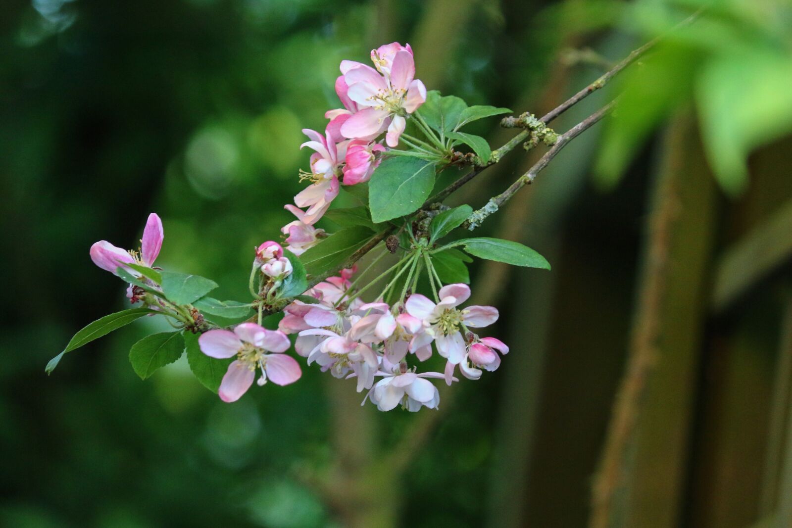 Canon EOS 70D sample photo. Malus, flowers, apple photography