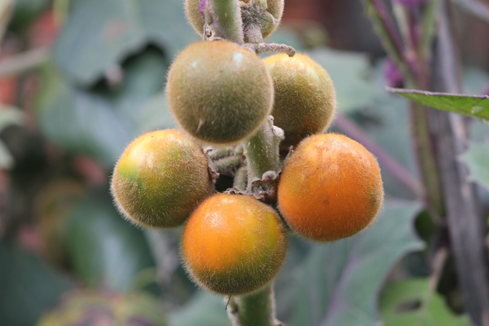 Canon EOS 550D (EOS Rebel T2i / EOS Kiss X4) sample photo. Fruit, nature, vegetable photography