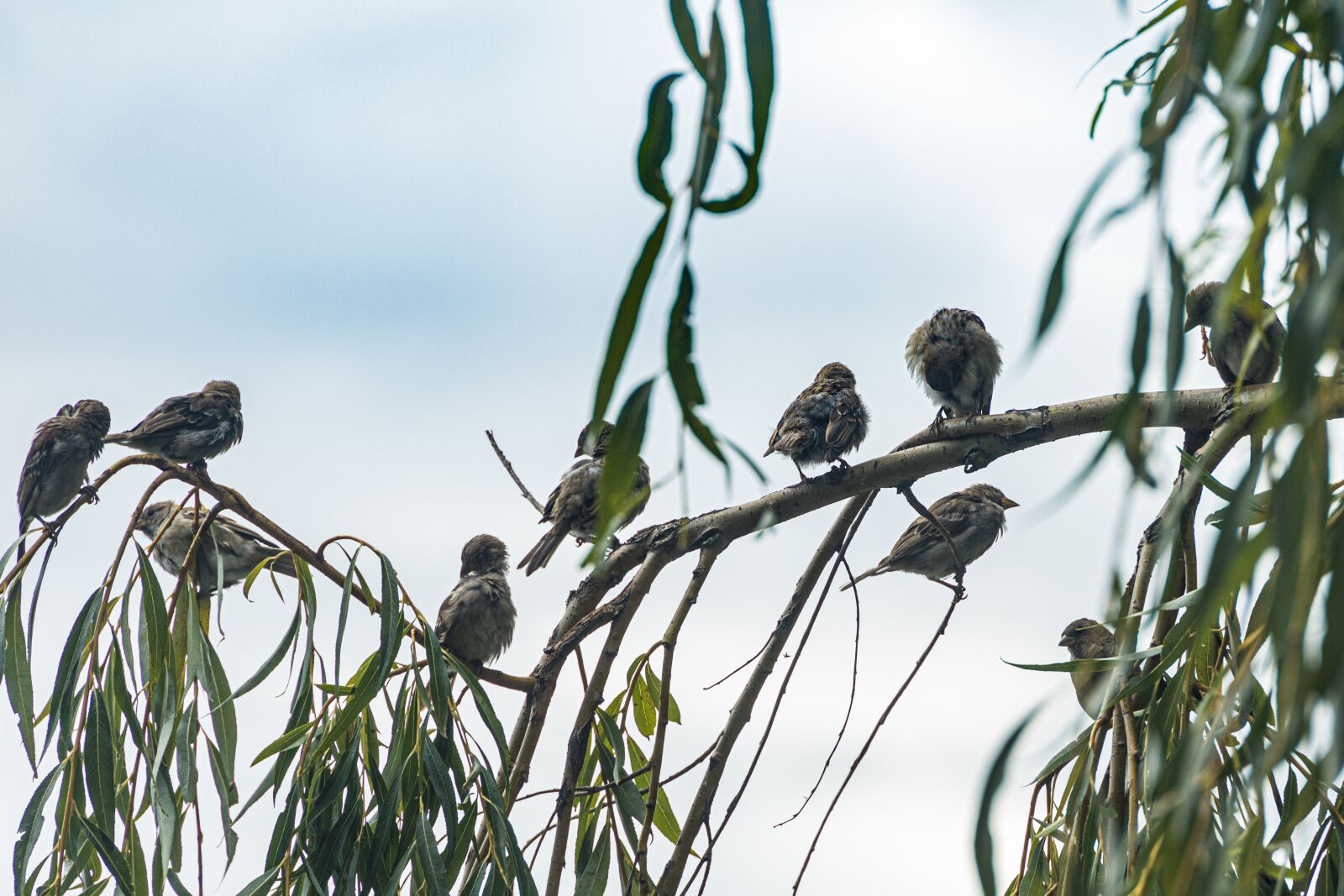 Canon EOS R sample photo. Sparrows, birds, branch photography