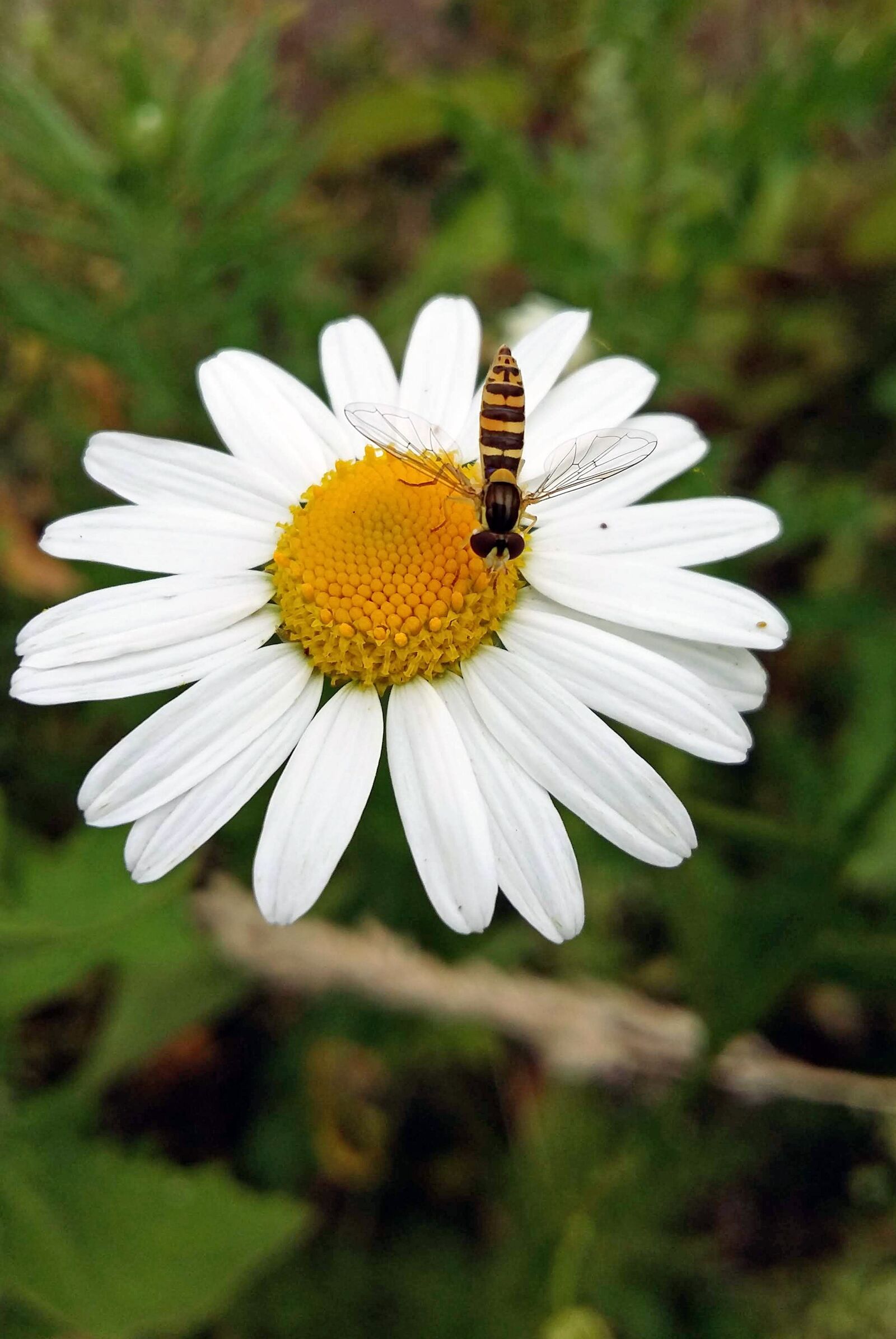 Nikon D3000 sample photo. Margriet, flower, wasp photography