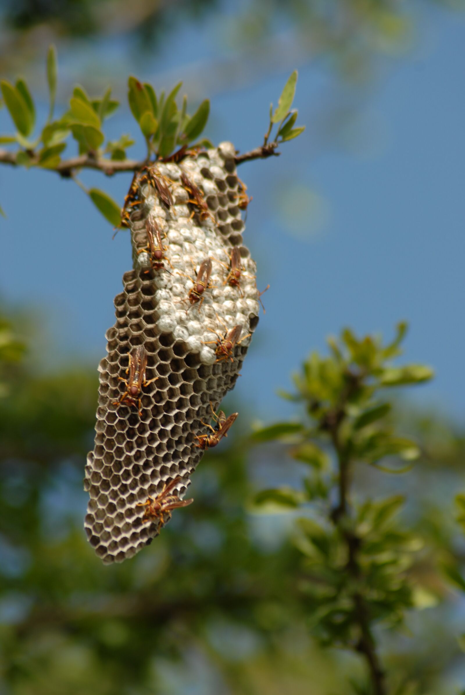 Nikon D200 sample photo. Diaper, wasp, nature photography