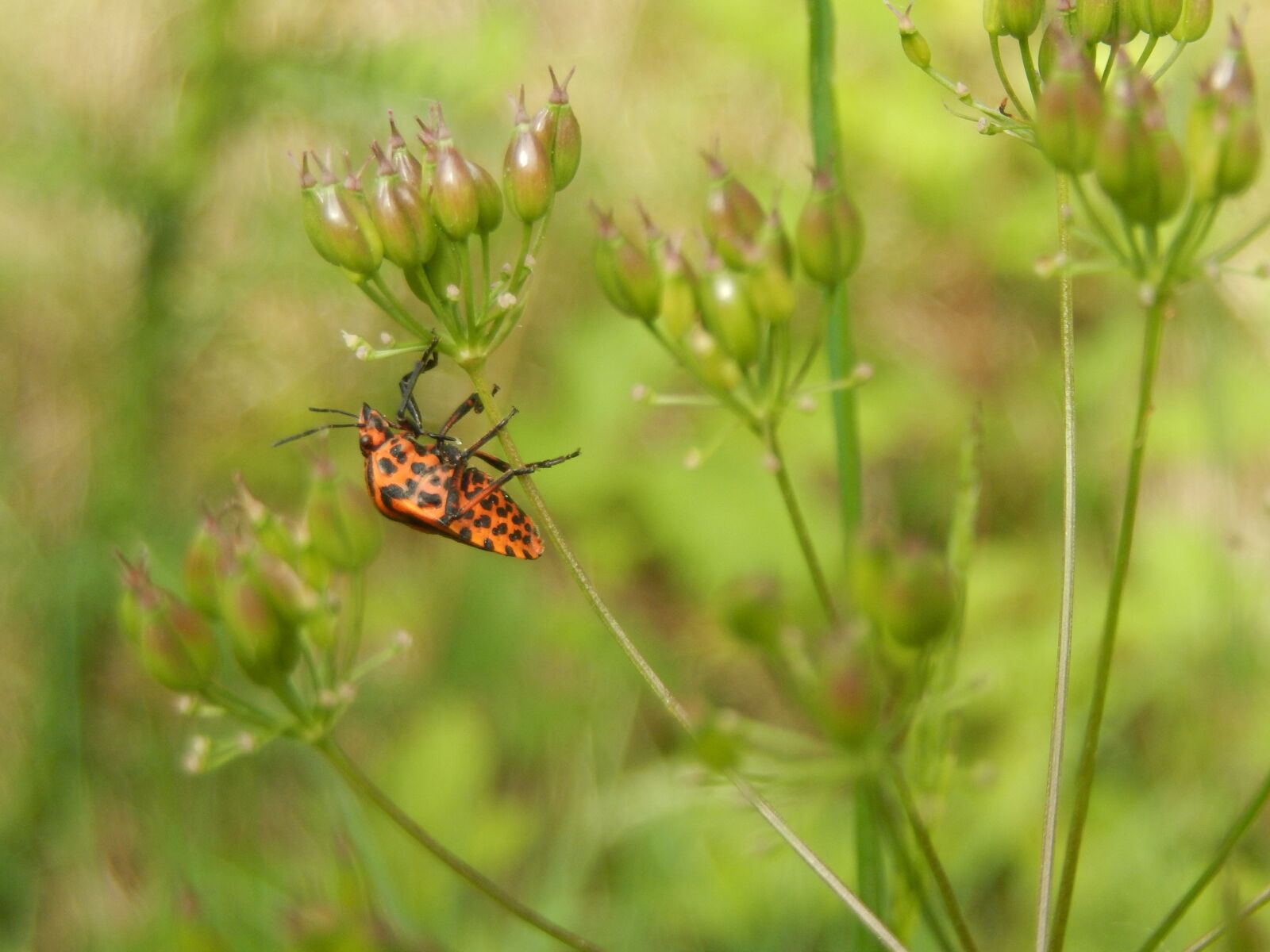 Nikon Coolpix S9500 sample photo. Insect, field, summer photography