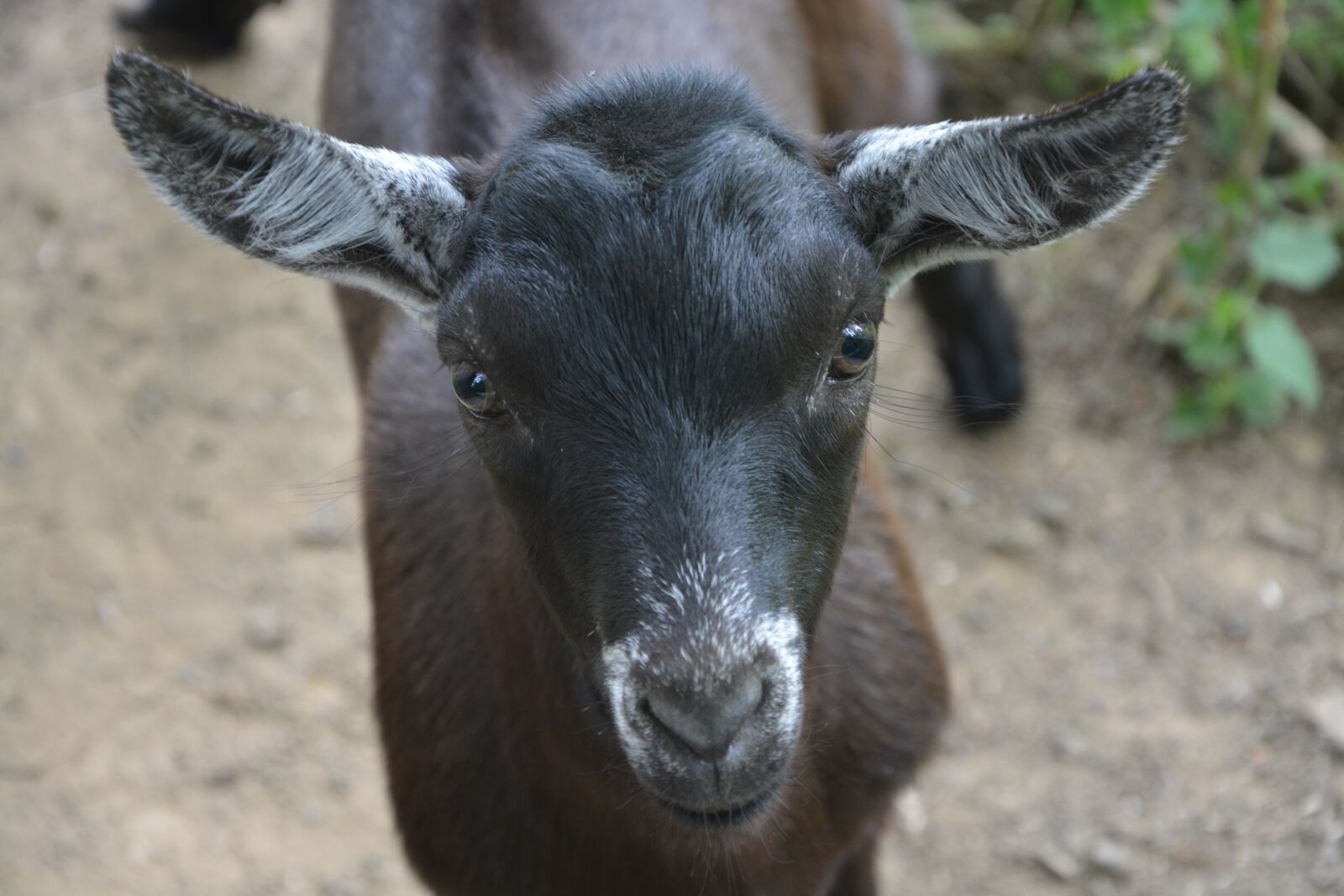 Nikon D5200 sample photo. Goat, goat alpine, animal photography