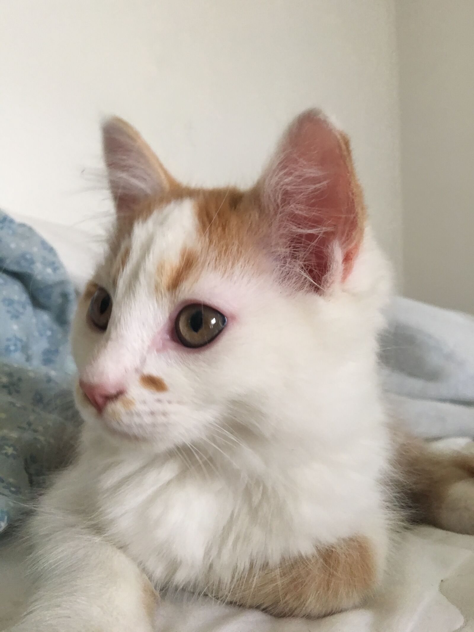 Apple iPhone 6s Plus sample photo. Cat, orange, white photography