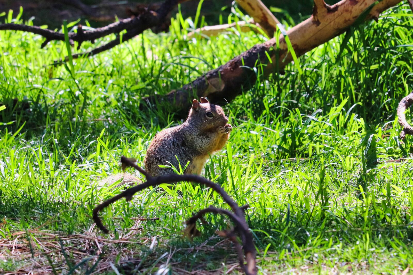Canon EOS 200D (EOS Rebel SL2 / EOS Kiss X9) sample photo. Squirrel, wild, nature photography