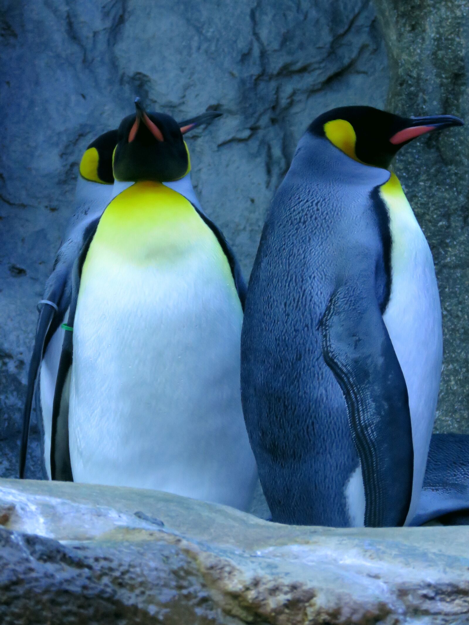 Canon PowerShot SX60 HS sample photo. Penguins, king penguin, calgary photography