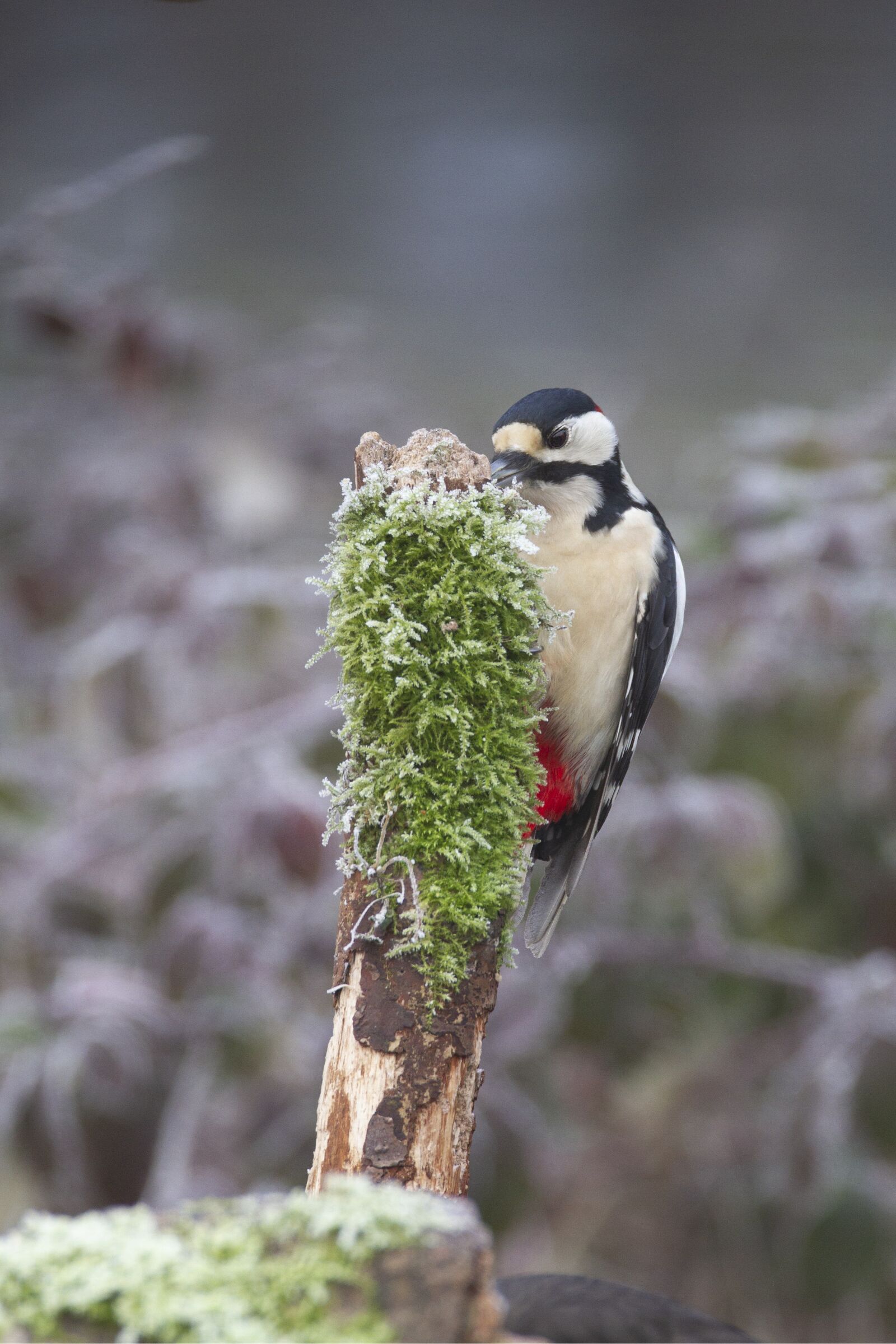 Canon EOS 7D sample photo. Bird, big woodpecker, spokes photography