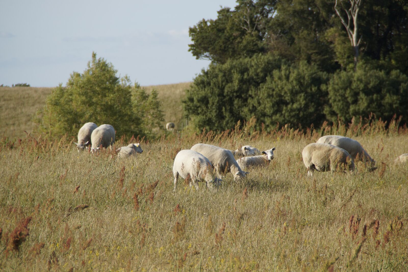 Sony SLT-A58 sample photo. Sheep, sheep pasture, graze photography