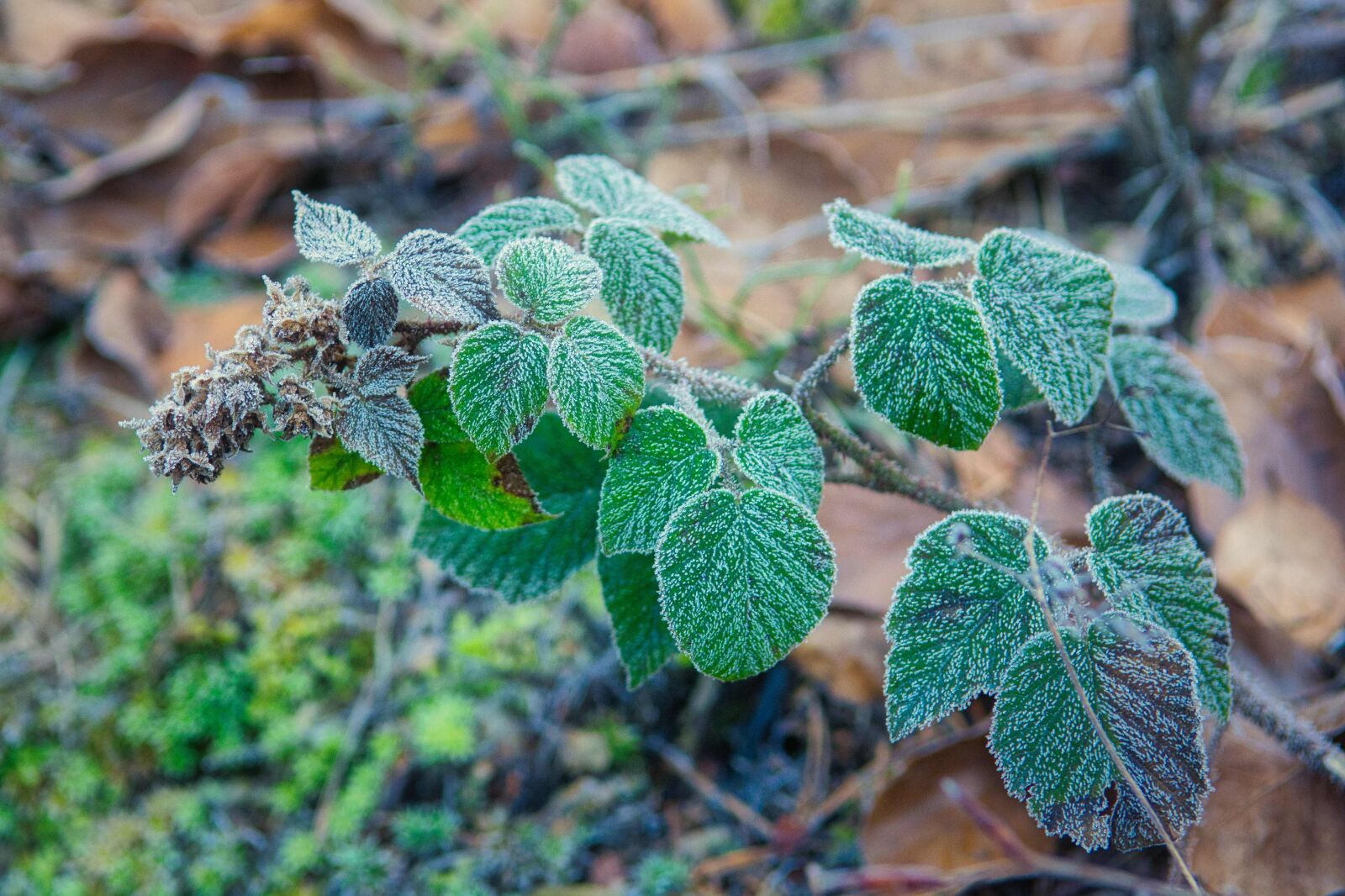 Nikon D7100 sample photo. Frost, plant, frozen photography