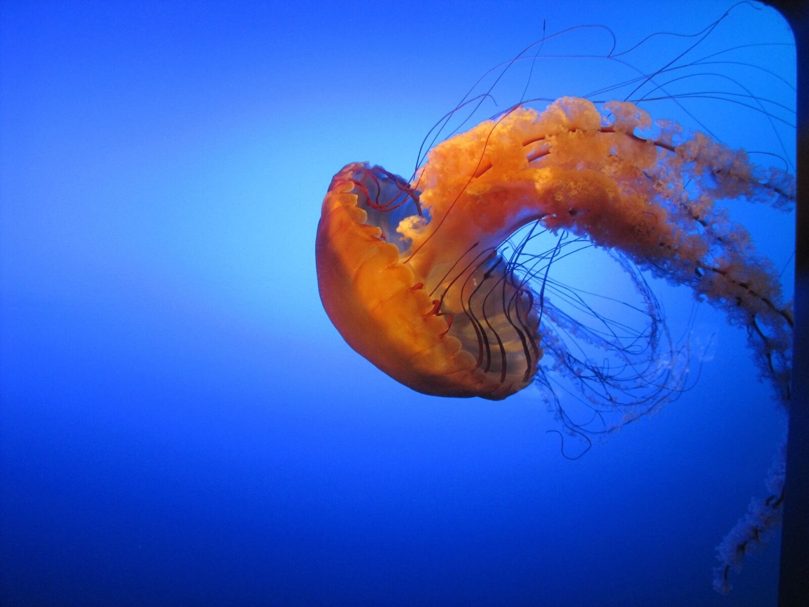Canon PowerShot SX20 IS sample photo. Jelly fish, natural, wildlife photography