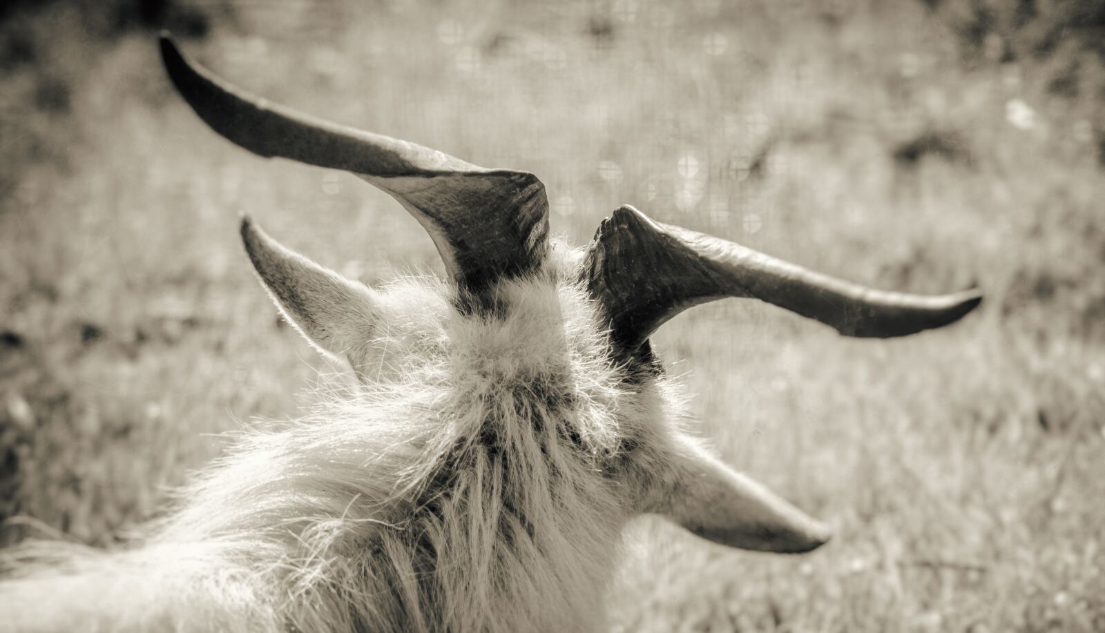 Nikon D7000 sample photo. Goat, horns, fur photography