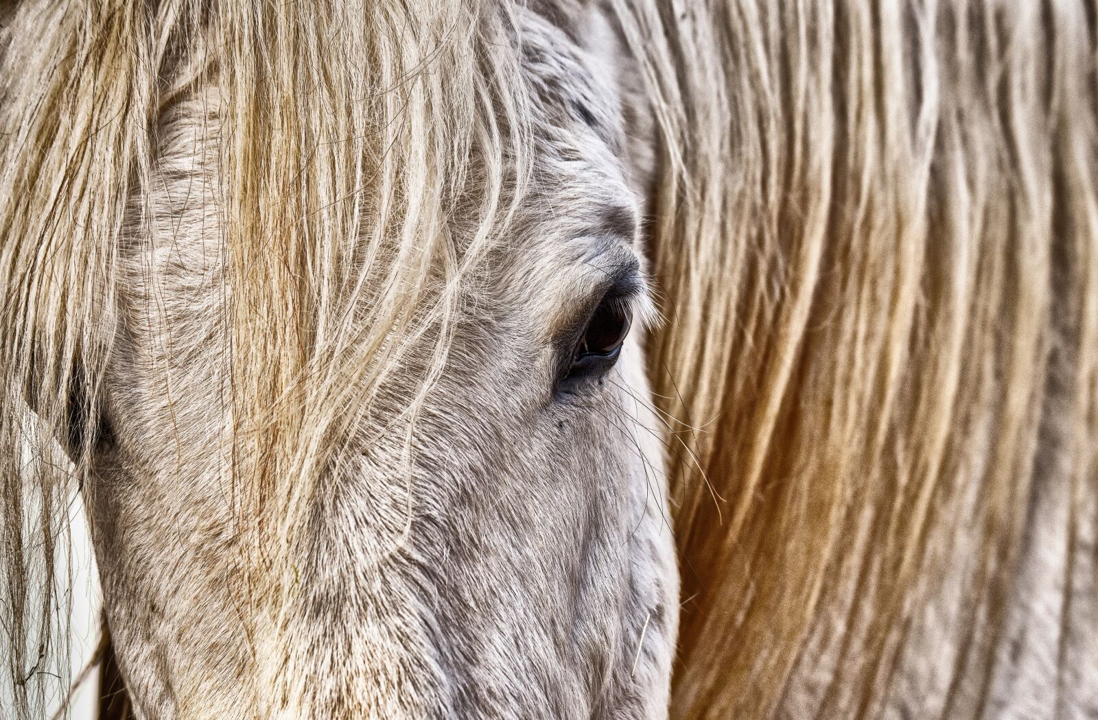 Nikon D7200 sample photo. Mold, horse, white photography