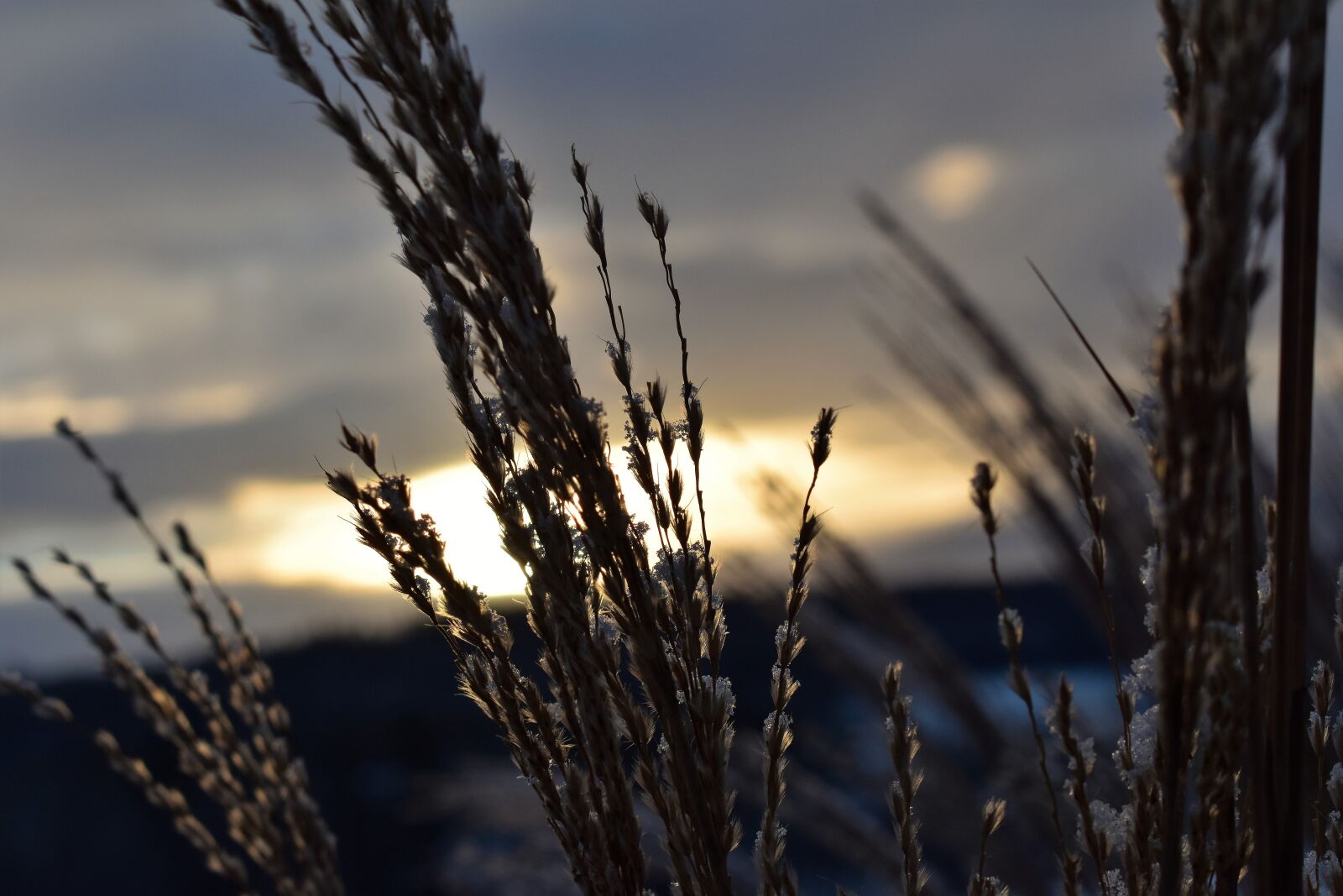 Nikon D5500 sample photo. Grasses, winter, snow photography