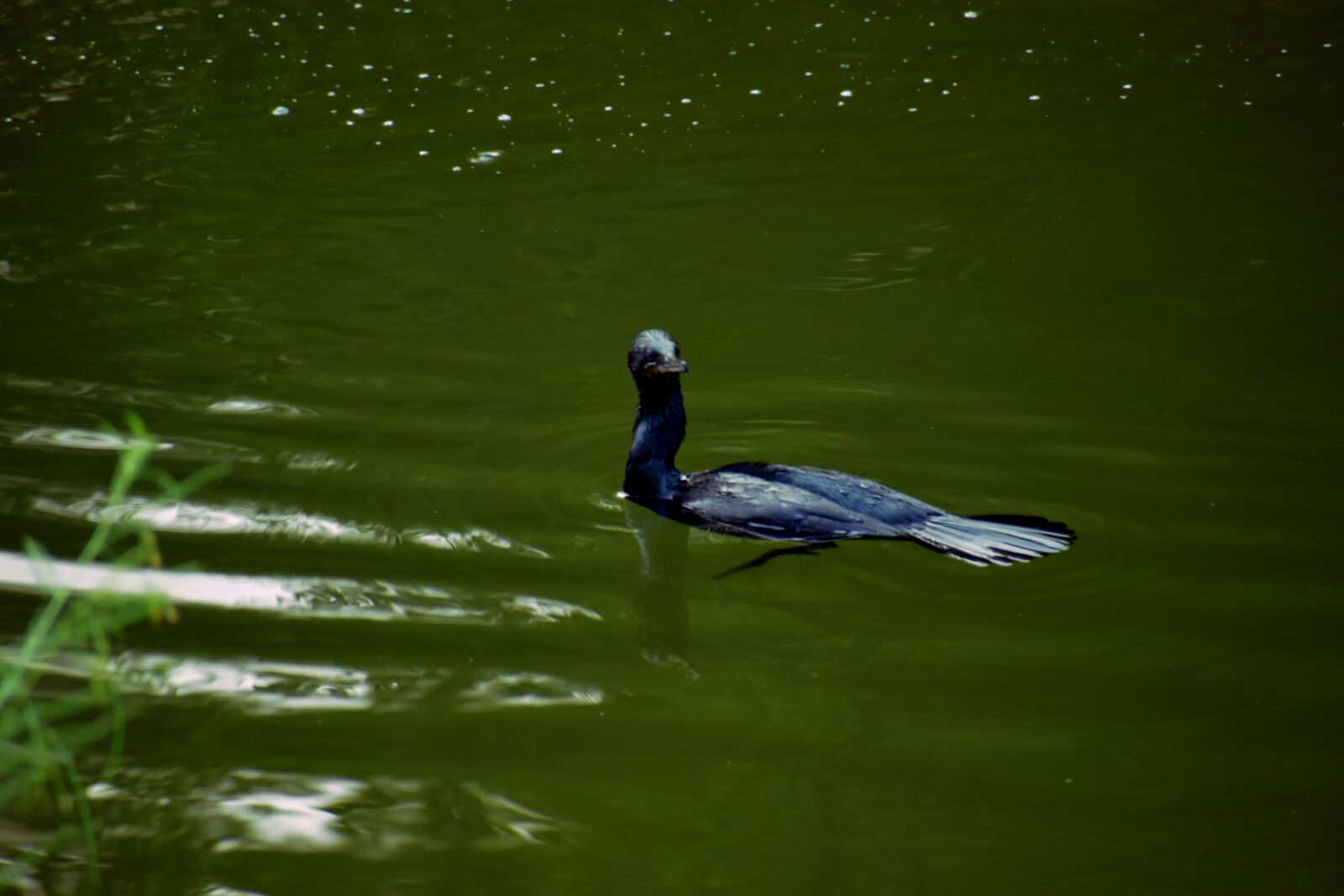 Nikon D5600 sample photo. Darter bird, water bird photography