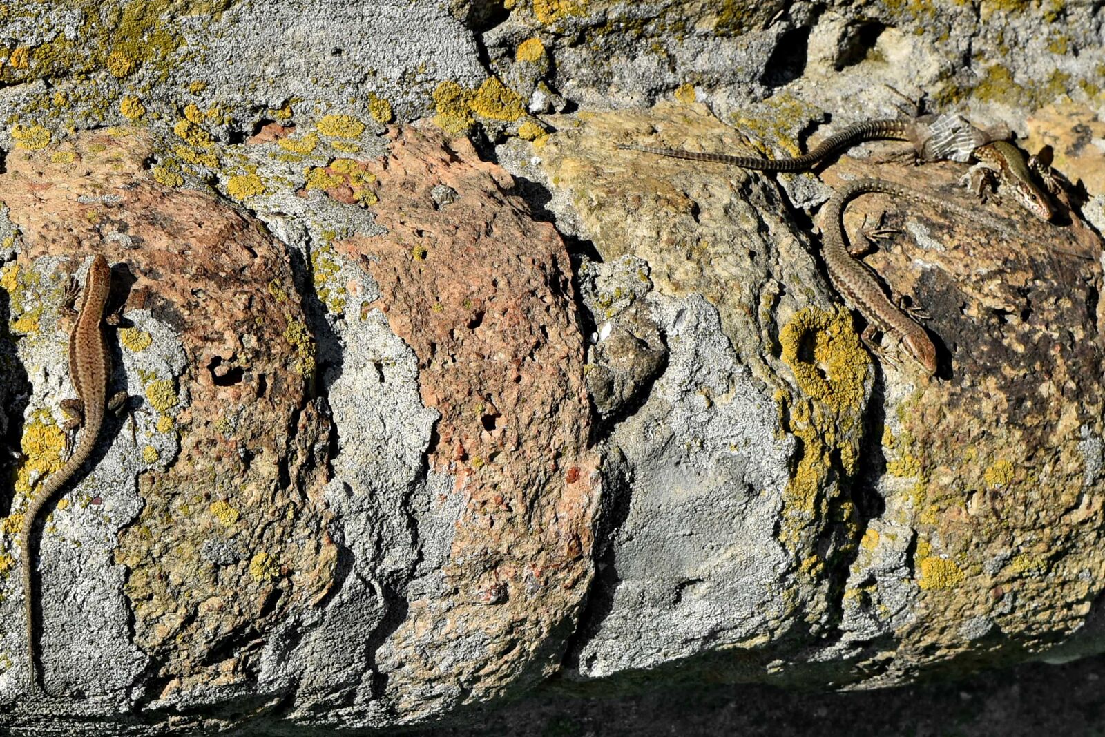 Nikon D5500 sample photo. Animals, bricks, lizard, stone photography