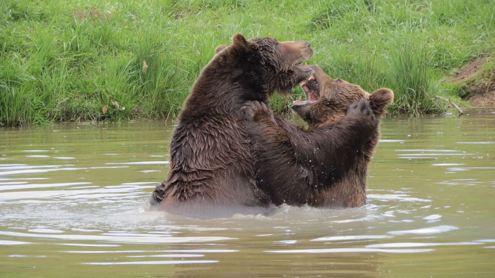 Canon PowerShot SX40 HS sample photo. Brown bear, zoo, weilburg photography