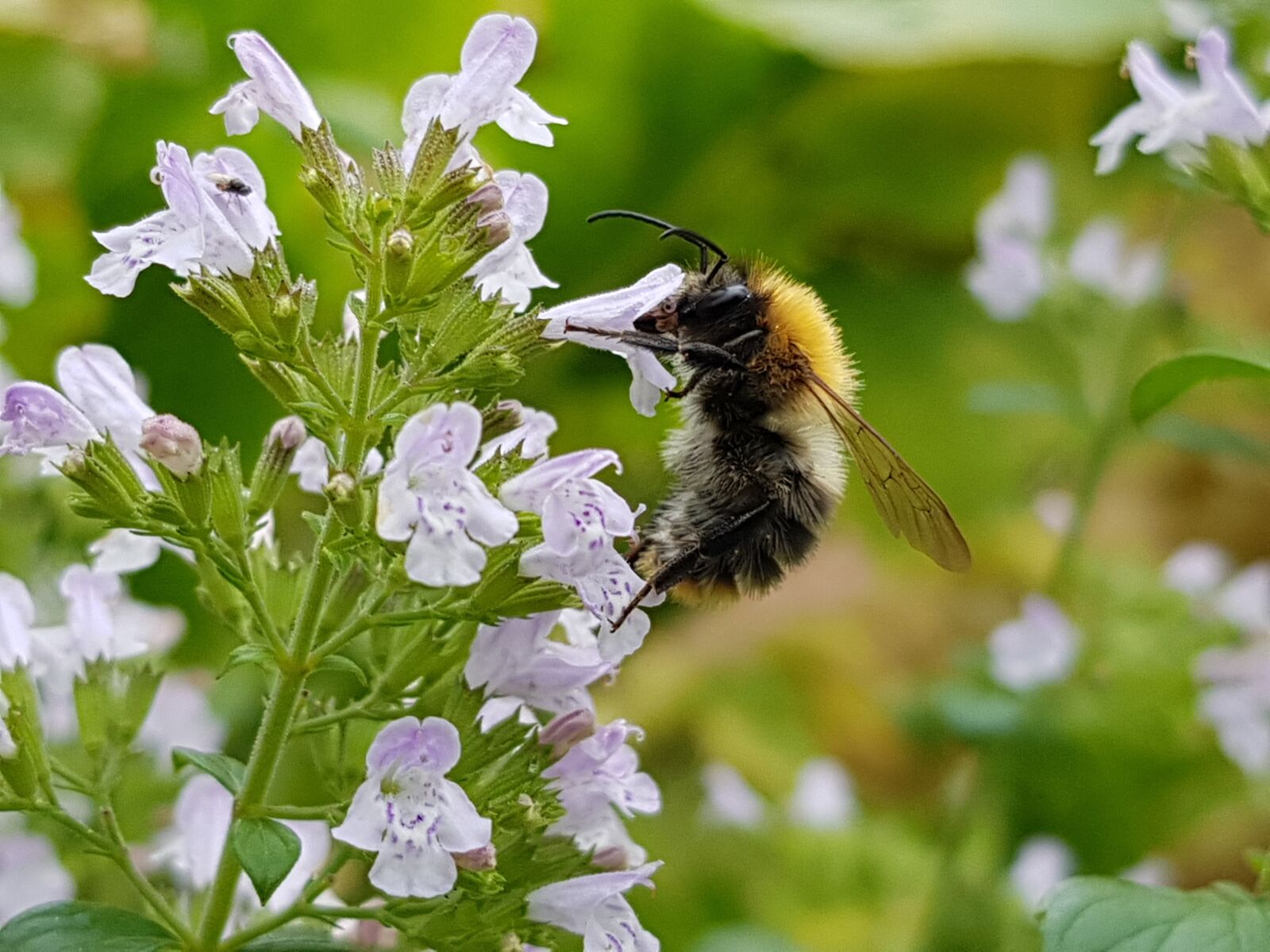 Samsung Galaxy S8+ sample photo. Bumblebee, insect, flower photography