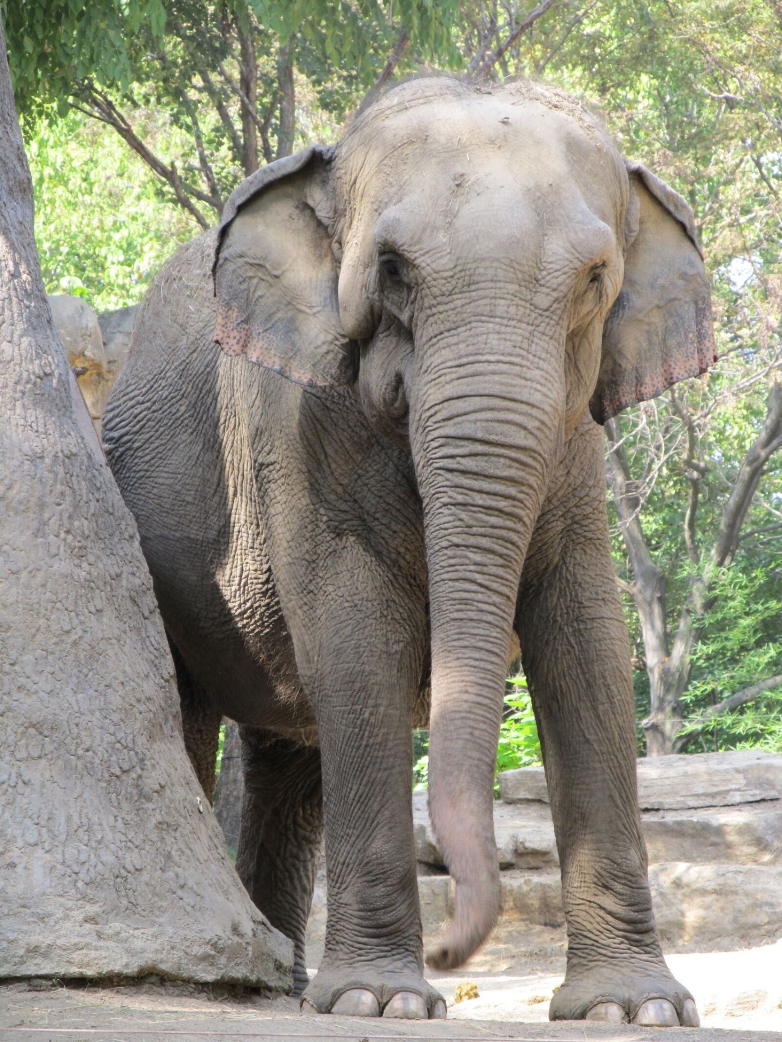 Canon PowerShot SX130 IS sample photo. Elephant, wildlife, nature photography