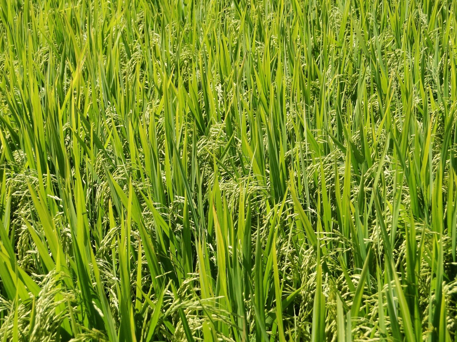 Sony Cyber-shot DSC-HX1 sample photo. Rice, brazil, vintage photography