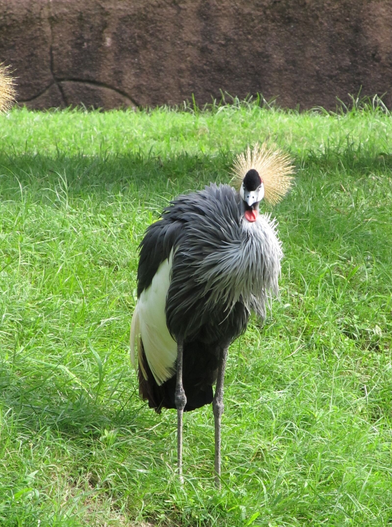Canon PowerShot SX130 IS sample photo. Crowned crane, close up photography