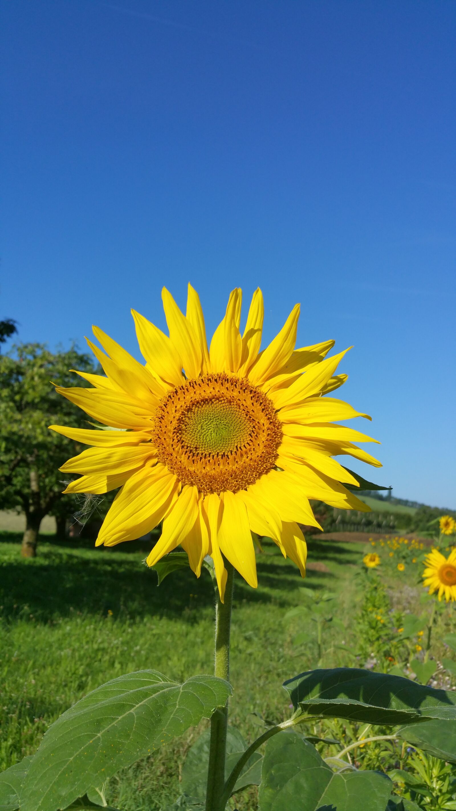 Samsung Galaxy Note4 sample photo. Sunflower, meadow, owen photography