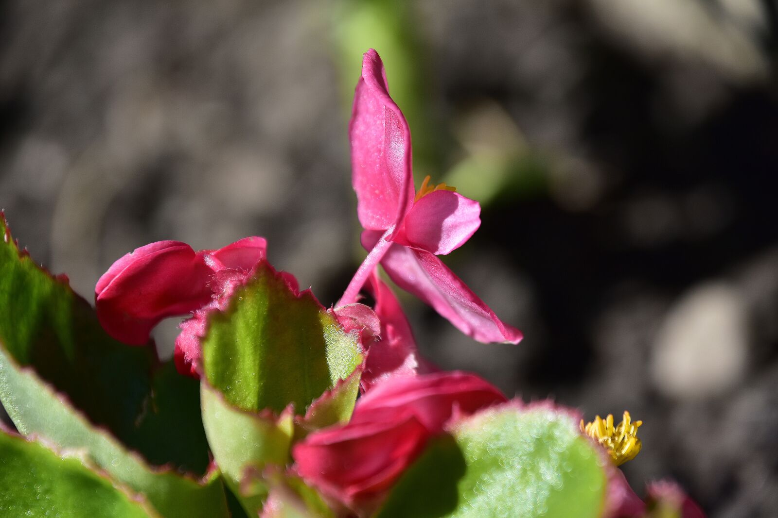 Nikon D7200 sample photo. Flowers, garden, nature photography