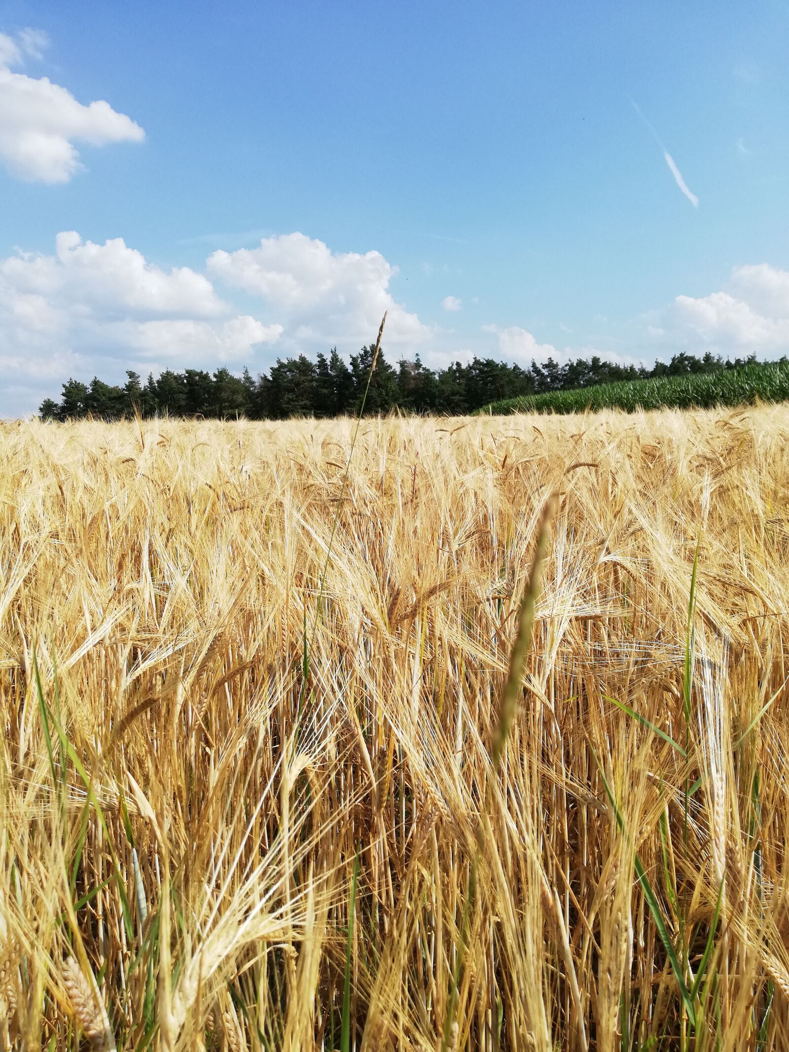 HUAWEI P20 lite sample photo. Cereals, barley, field photography