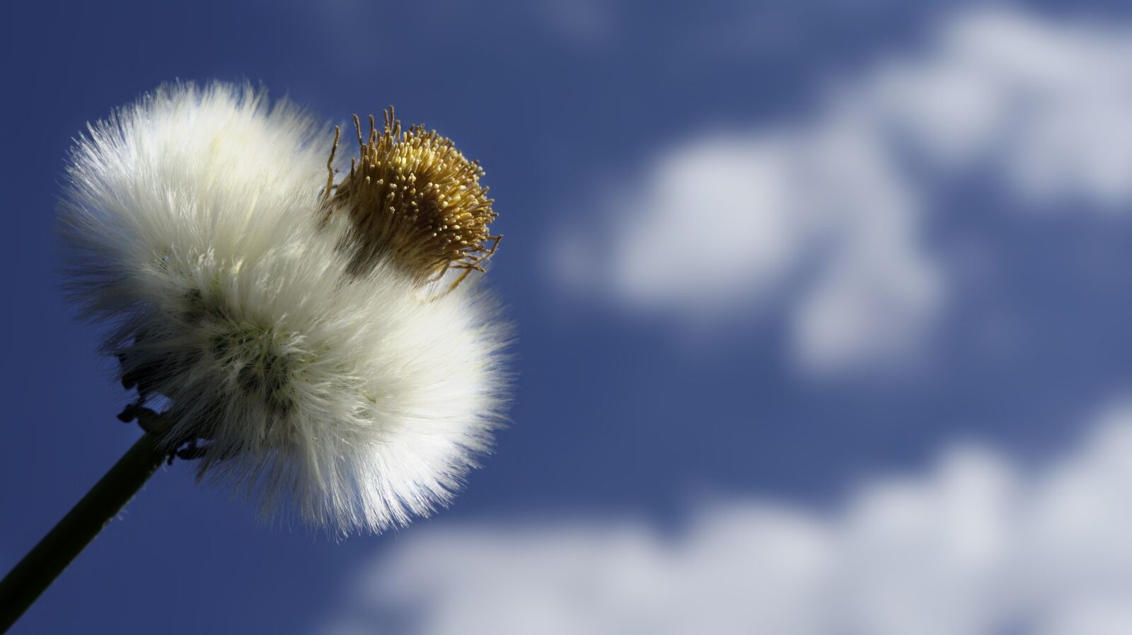 Sony a6000 sample photo. Dandelion, nature, plant photography