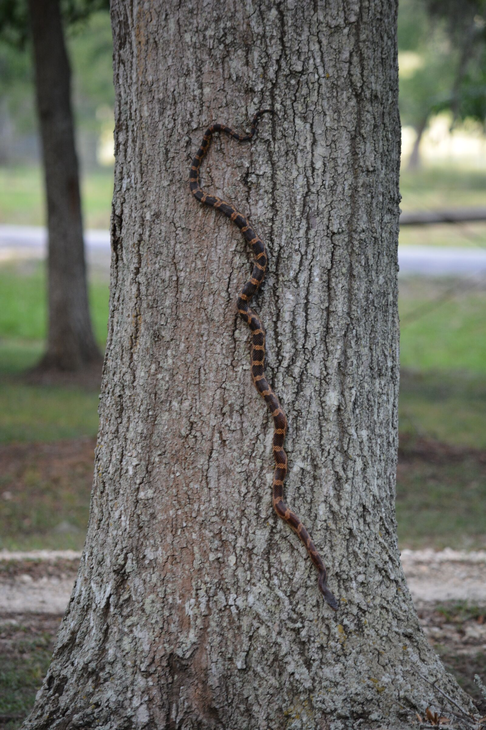 Nikon D7100 sample photo. Snake, rat snake, reptile photography