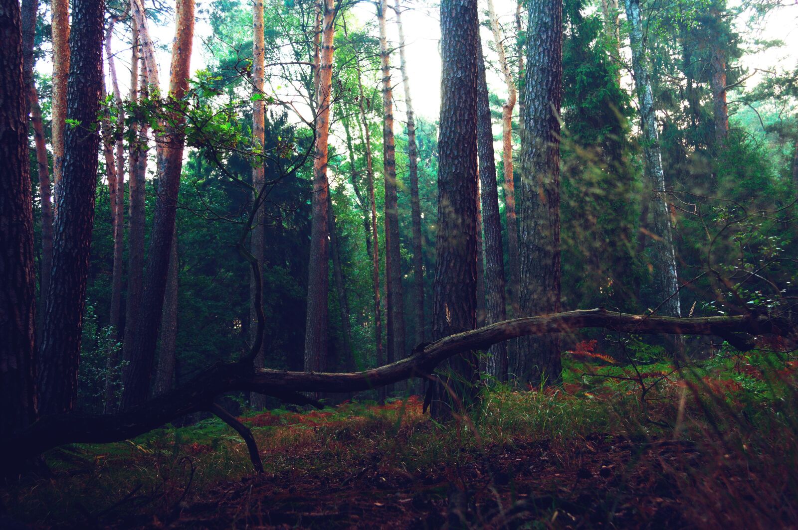 Canon EOS 40D sample photo. Forest, tree, branch photography