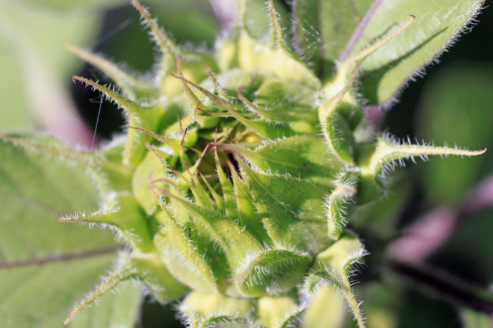Canon EOS 500D (EOS Rebel T1i / EOS Kiss X3) sample photo. Sunflower, bud, flower photography