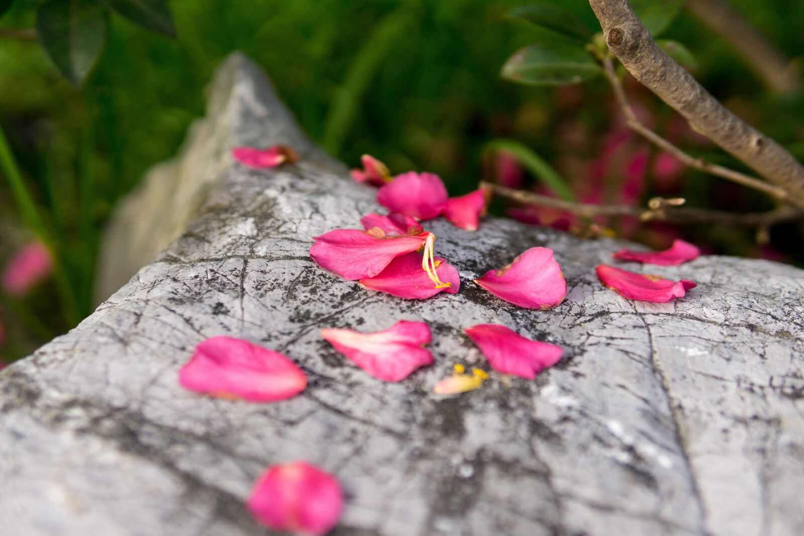 Sony a5100 sample photo. Flower, red, petal photography