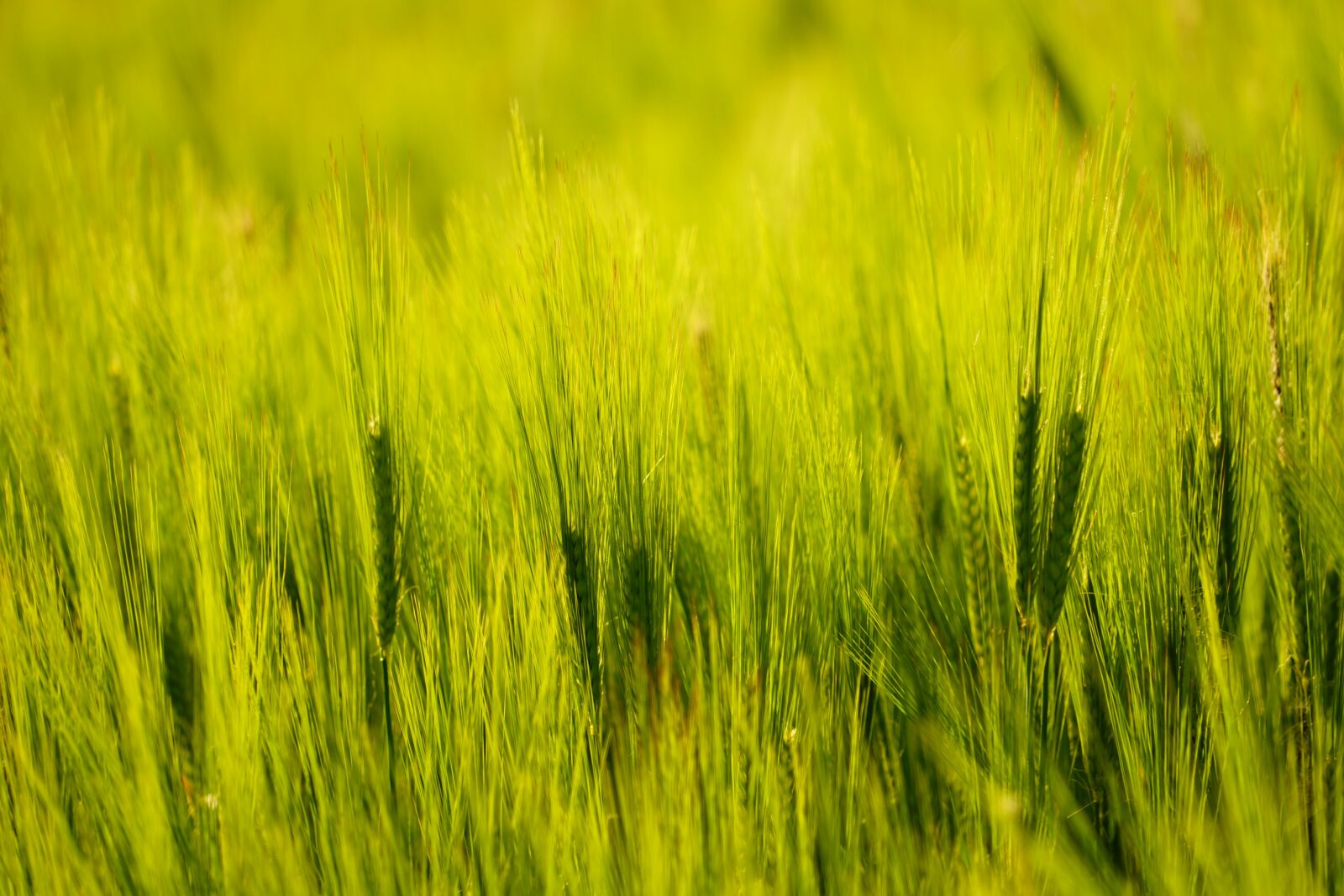 Sony FE 24-240mm F3.5-6.3 OSS sample photo. Cereals, green, field photography