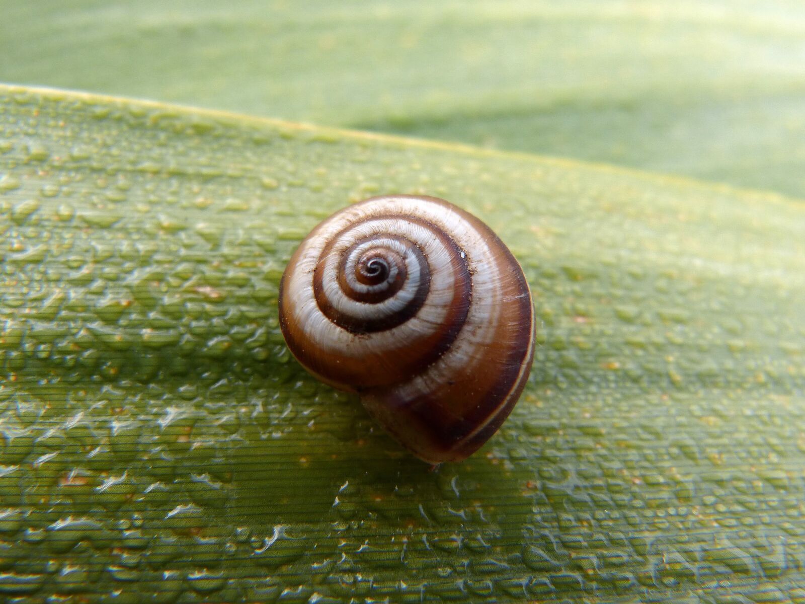 Panasonic DMC-FZ62 sample photo. Snail, leaf, moisture photography