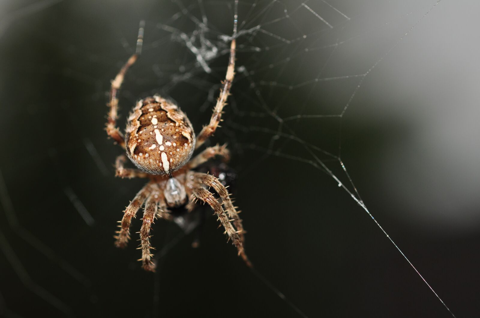 Nikon D90 sample photo. Spider, brown, animal photography
