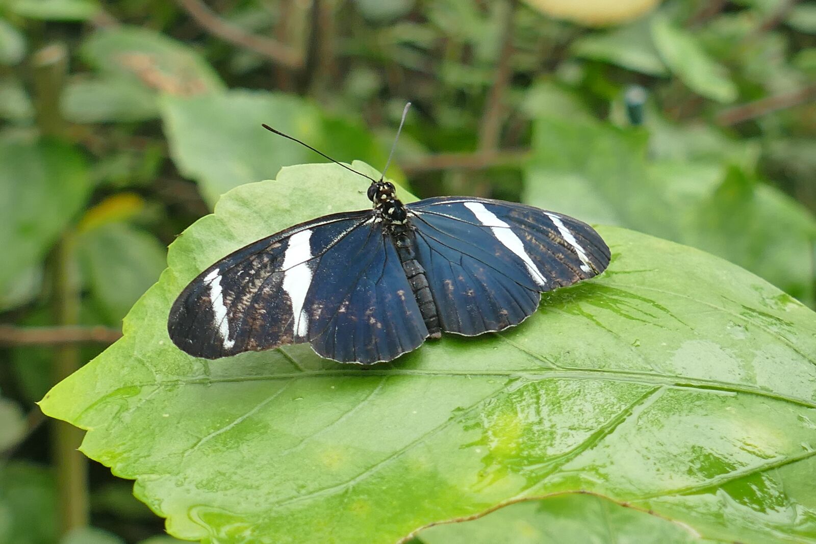 Panasonic Lumix DMC-FZ1000 sample photo. Black and white, butterfly photography