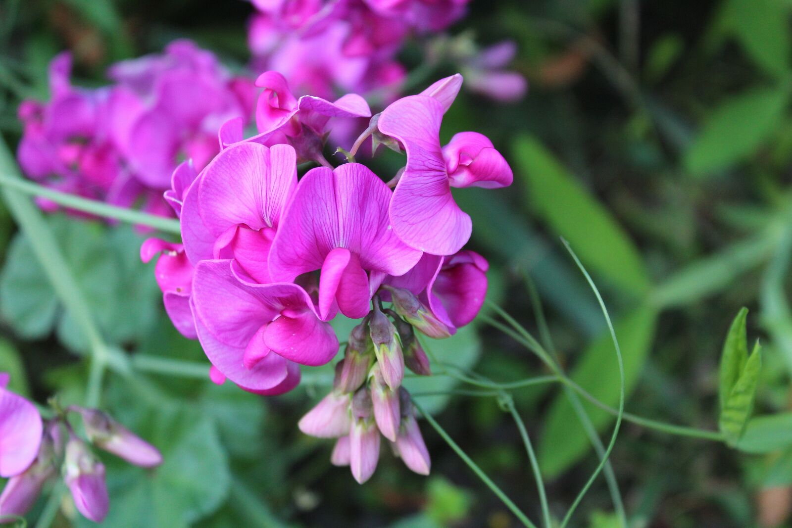 Canon EOS 1200D (EOS Rebel T5 / EOS Kiss X70 / EOS Hi) sample photo. Sweet pea scented, ornamental photography