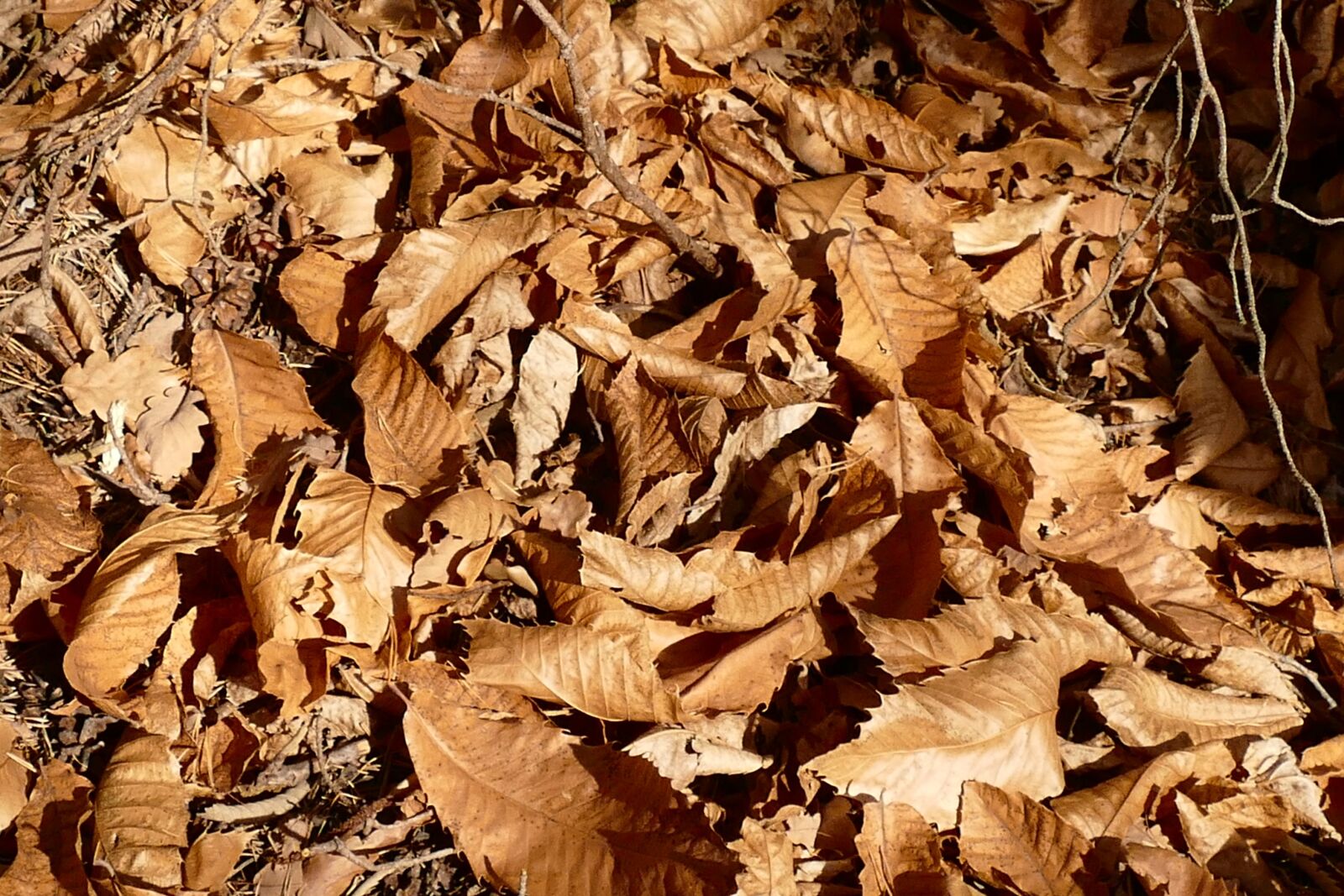 Panasonic Lumix DMC-FZ1000 sample photo. Leaves autumn, dry, nature photography