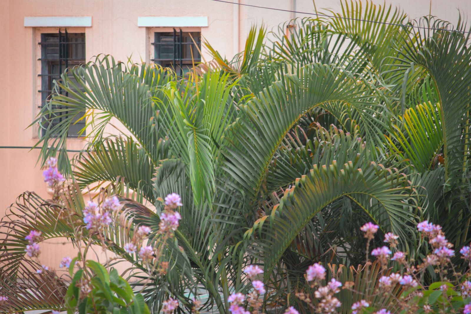 Canon EOS 700D (EOS Rebel T5i / EOS Kiss X7i) sample photo. Trees, flowers, pink photography