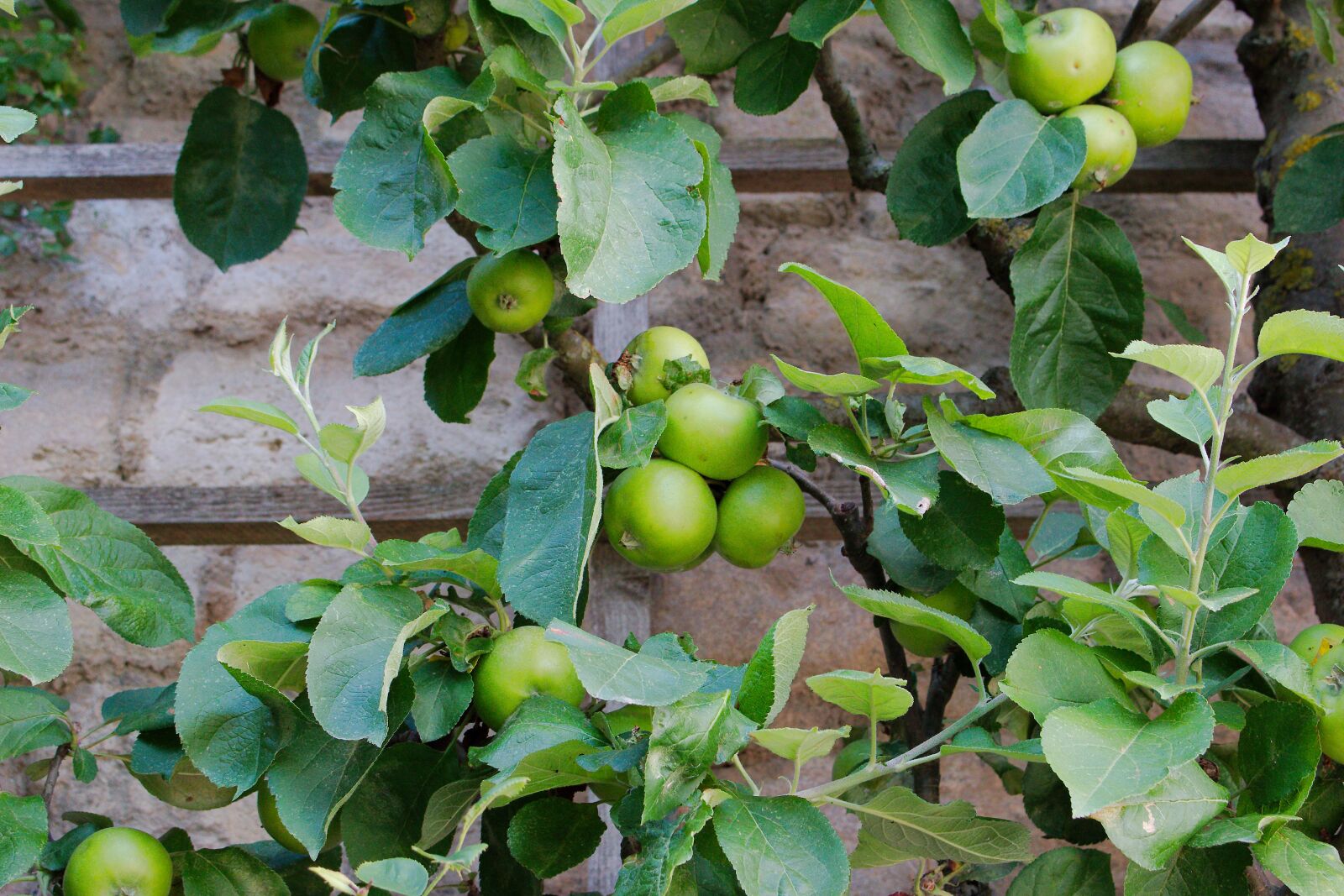 Canon EOS 70D sample photo. Fruit, food, leaf photography