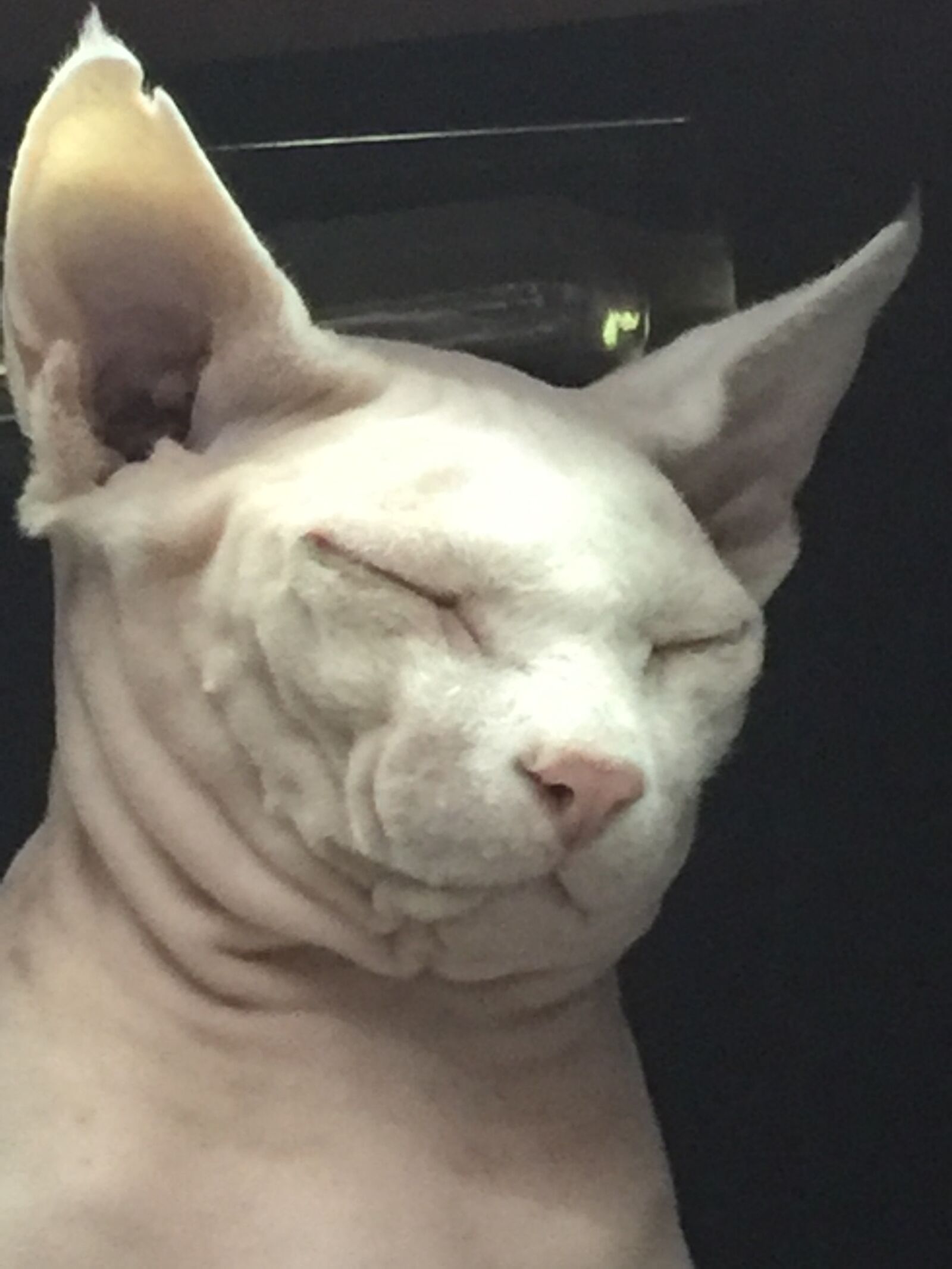 iPhone 6 Plus back camera 4.15mm f/2.2 sample photo. Cat, sphinx, fat photography