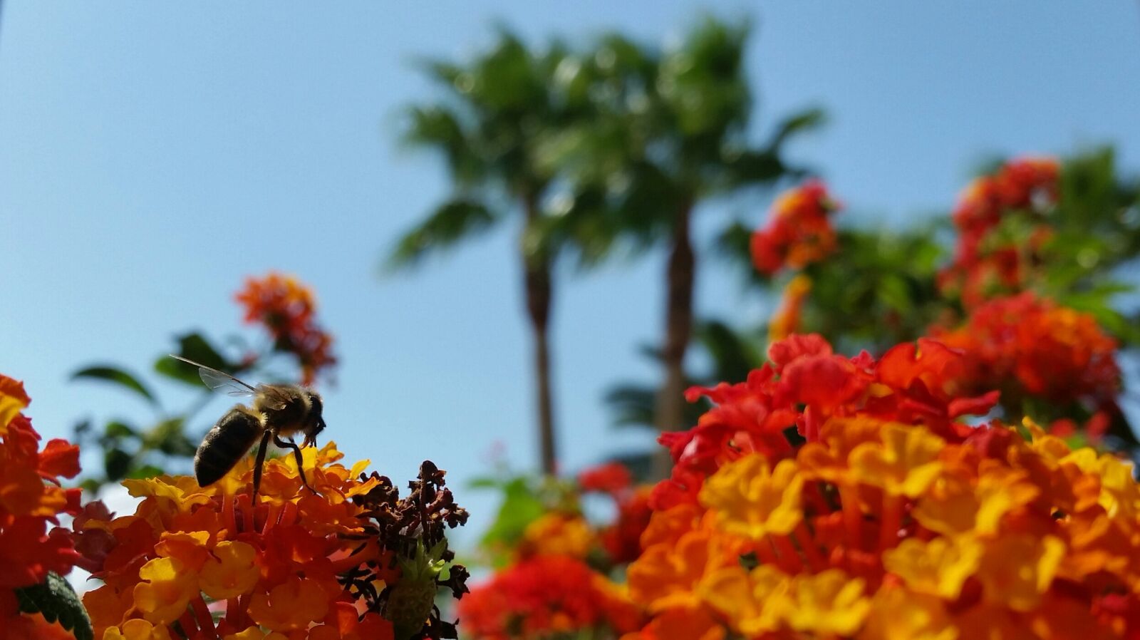 Samsung Galaxy S5 sample photo. Vacations, spain, bee photography