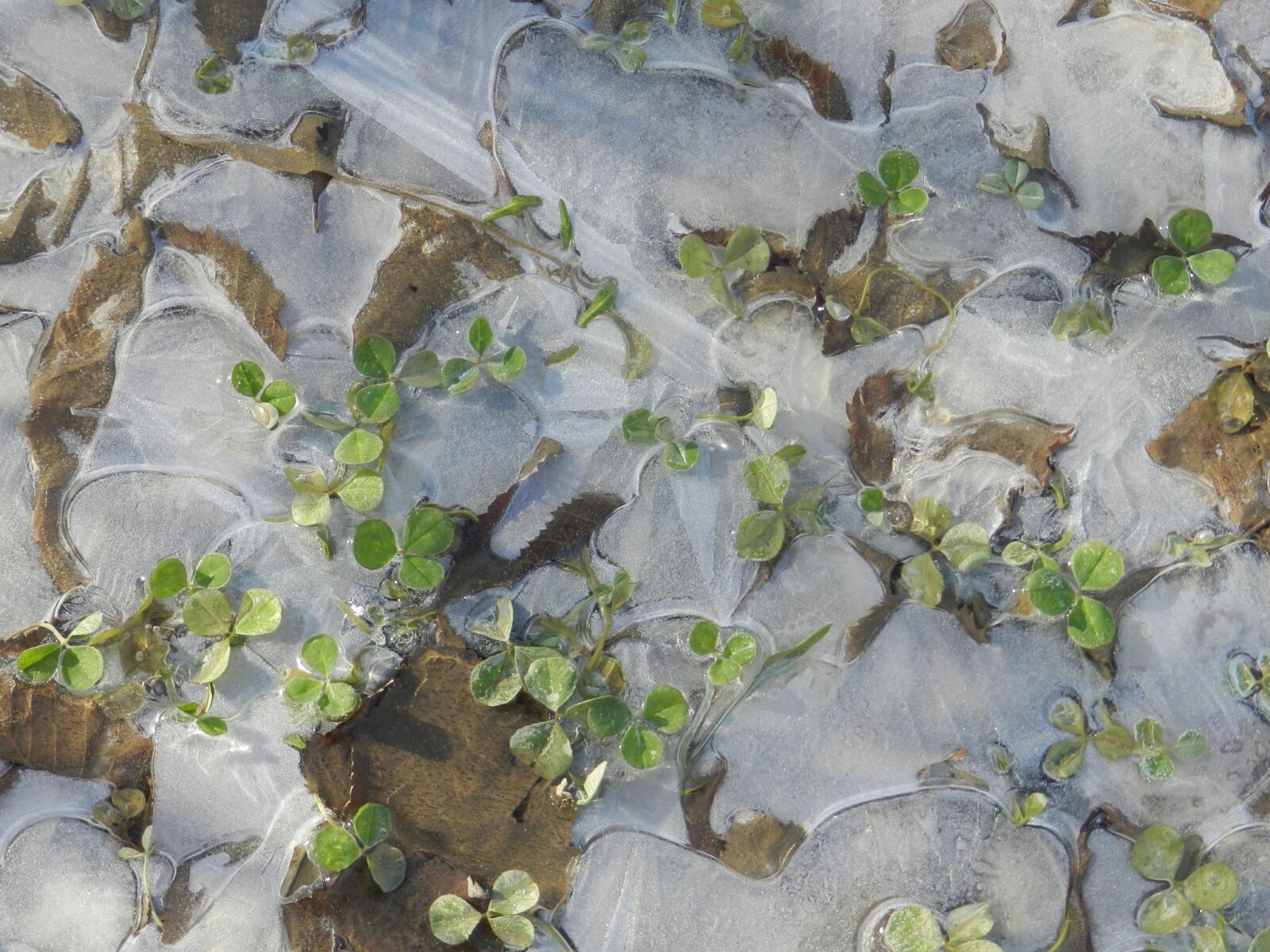 Nikon Coolpix P500 sample photo. Puddle, ice, grass photography