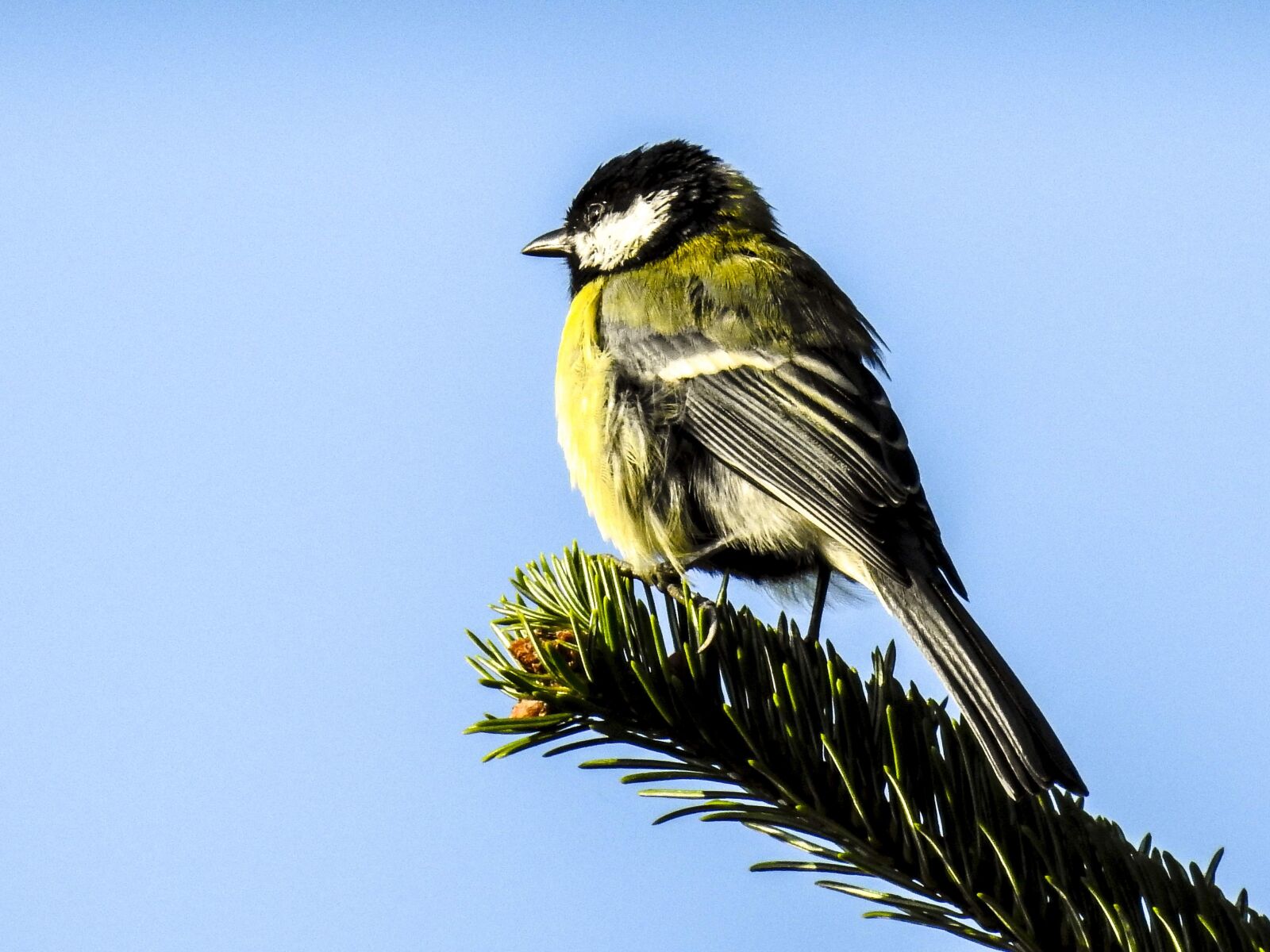 Nikon Coolpix P900 sample photo. Tit, bird, songbird photography