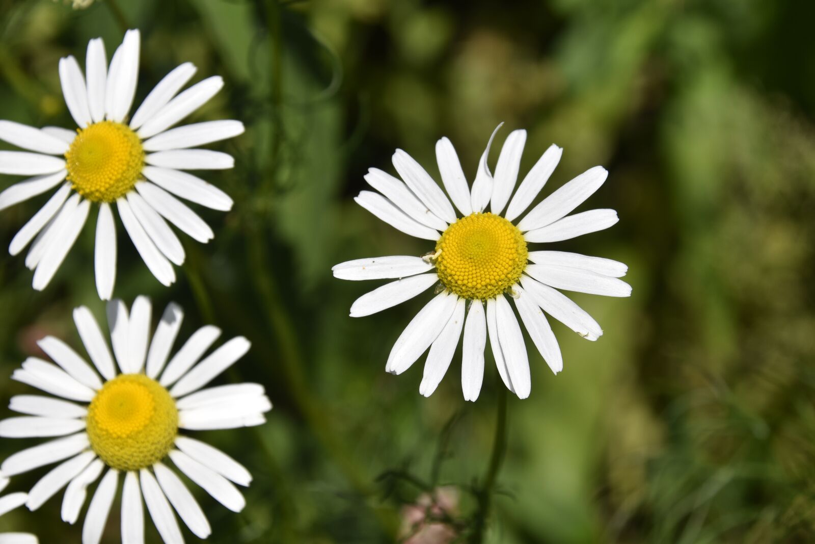 Nikon D5600 sample photo. Flower, flowers of the photography