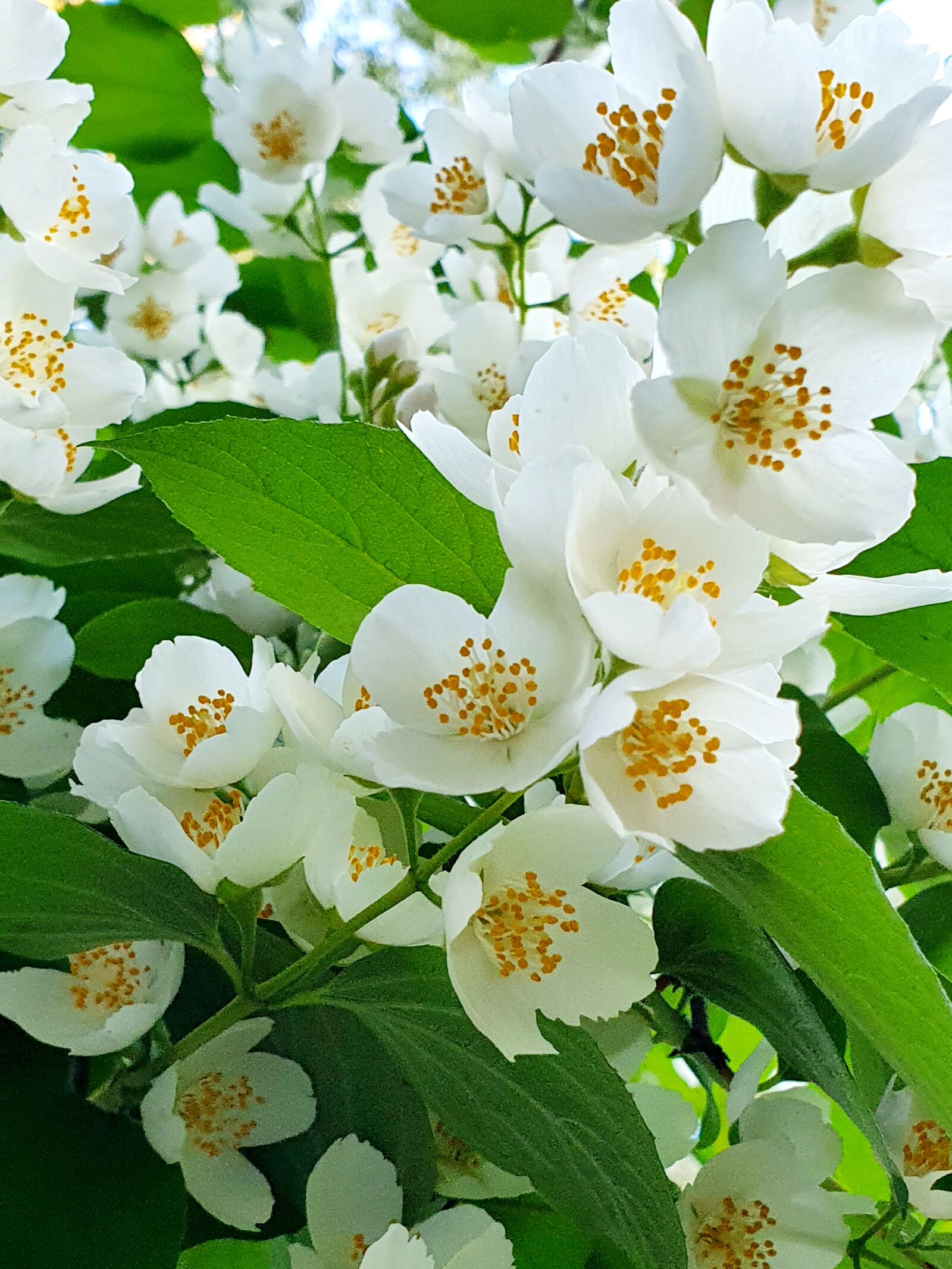 Samsung Galaxy S10 sample photo. Jasmine, white, aroma photography