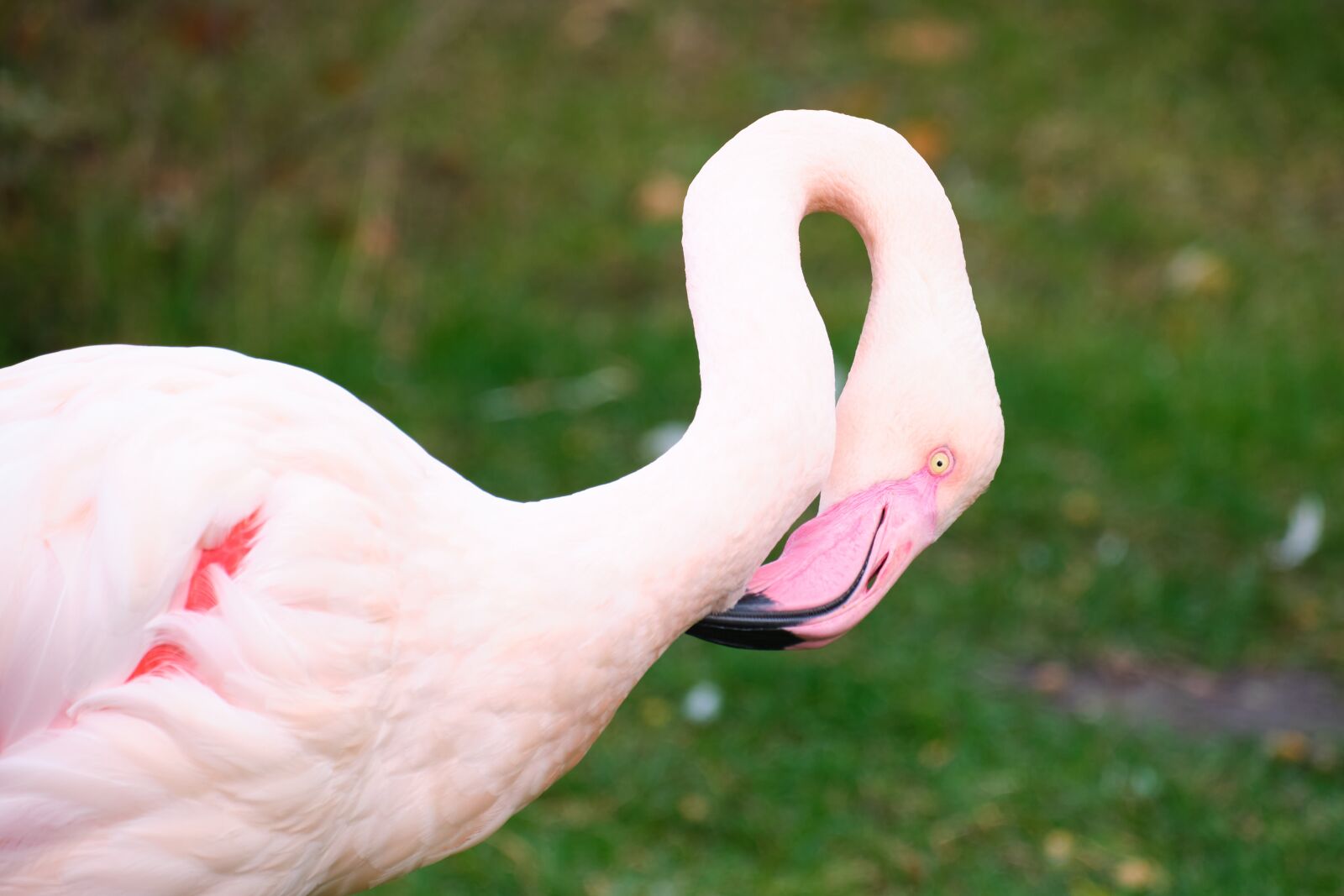 Fujifilm X-T4 sample photo. Animal, zoo, bird photography